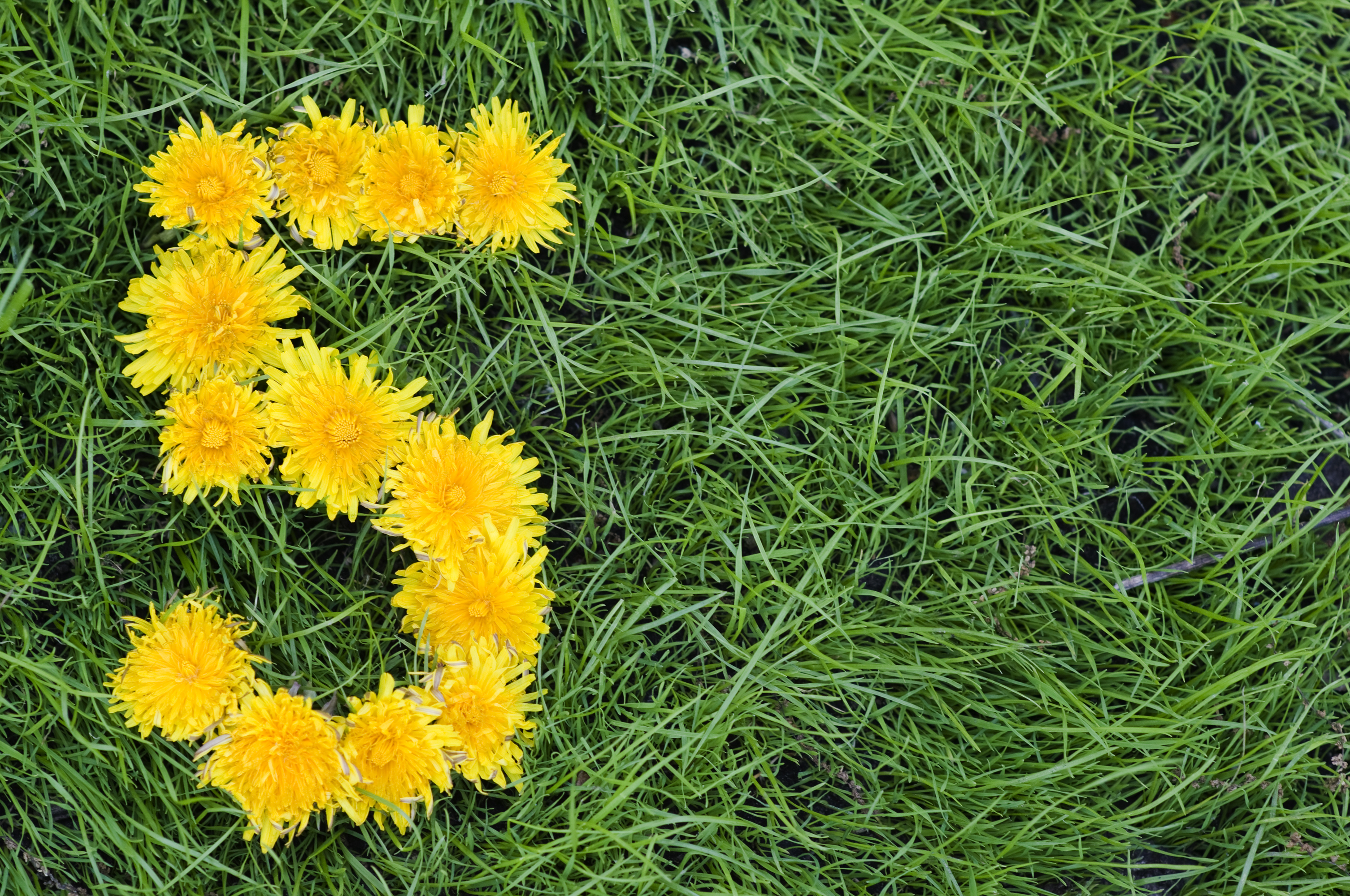 Цифра 10 из одуванчиков. Одуванчик лежит. Цифра 1 из одуванчиков. Венок из одуванчиков. Блюда из одуванчиков.