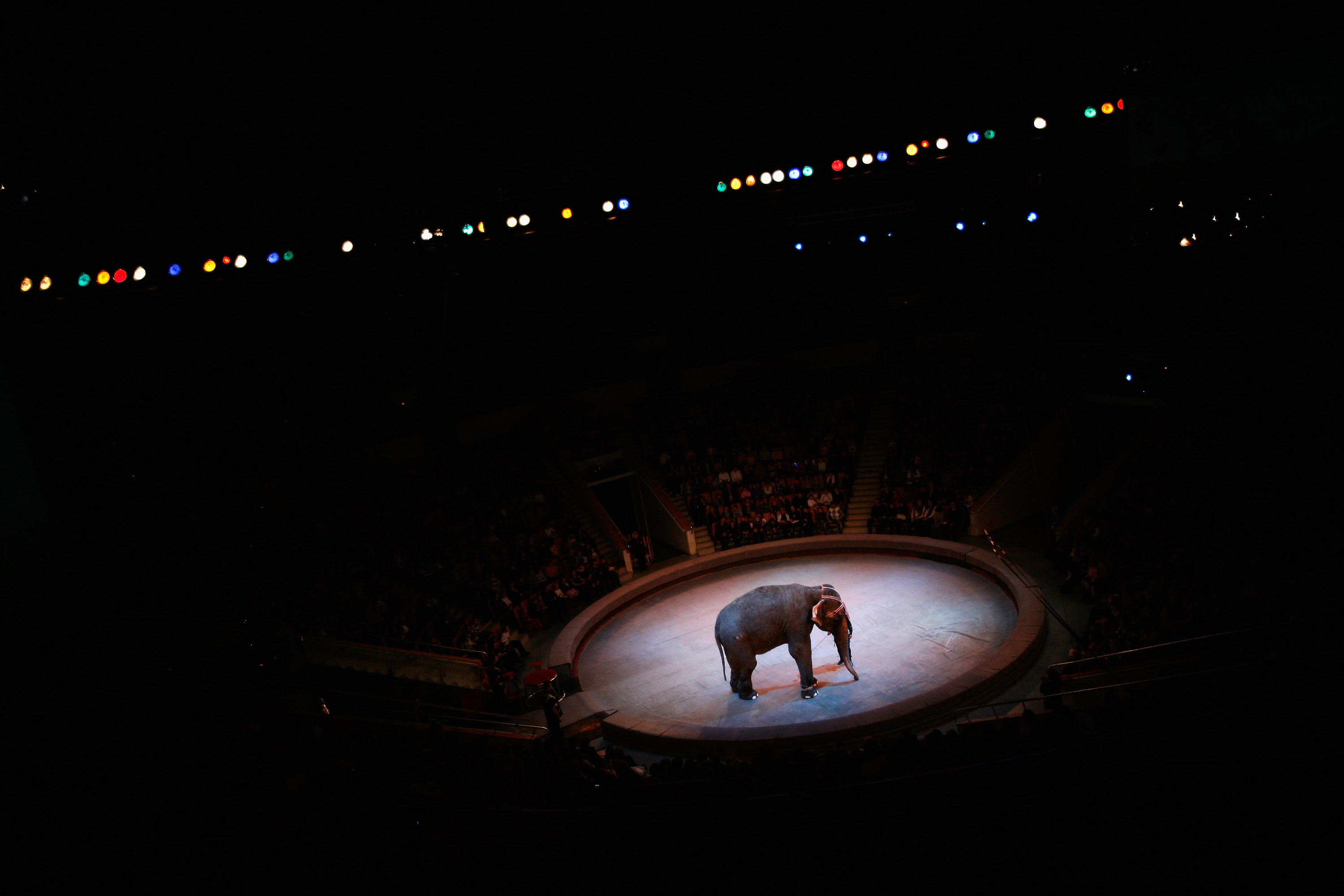 Llegan a Miami tres tigres que eran maltratados en un circo de Guatemala |  Univision 23 Miami WLTV | Univision, image size:3000x2000