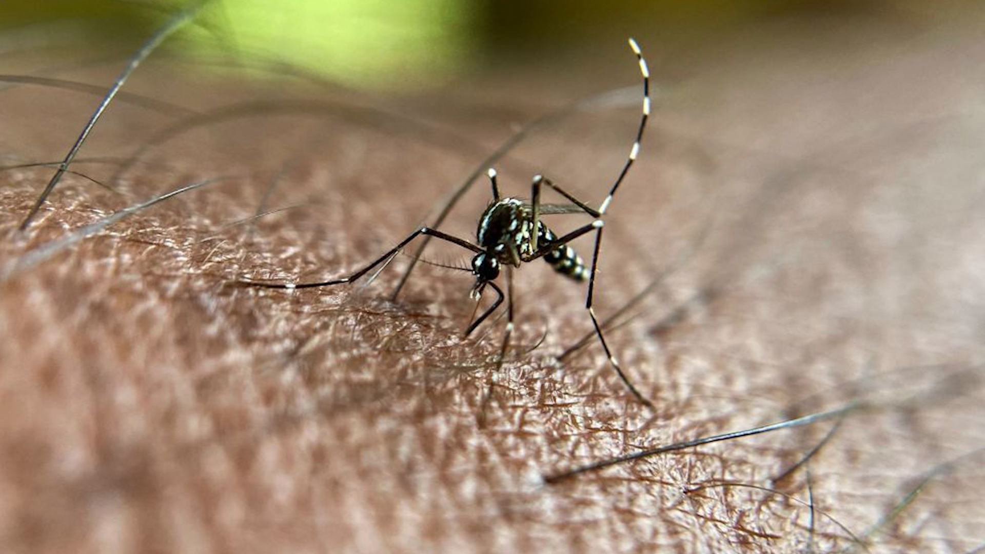 Dengue fever map. лихорадка денге 2024. лихорадка денге 2024. геморрагическая лихорадка денге. комар денге фото.