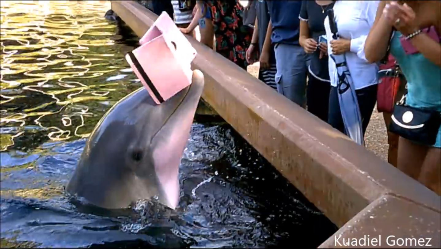 Дельфины нападают на людей. Опасные касатки. Рыба дельфин. Украденный дельфин. Дельфиния юар.