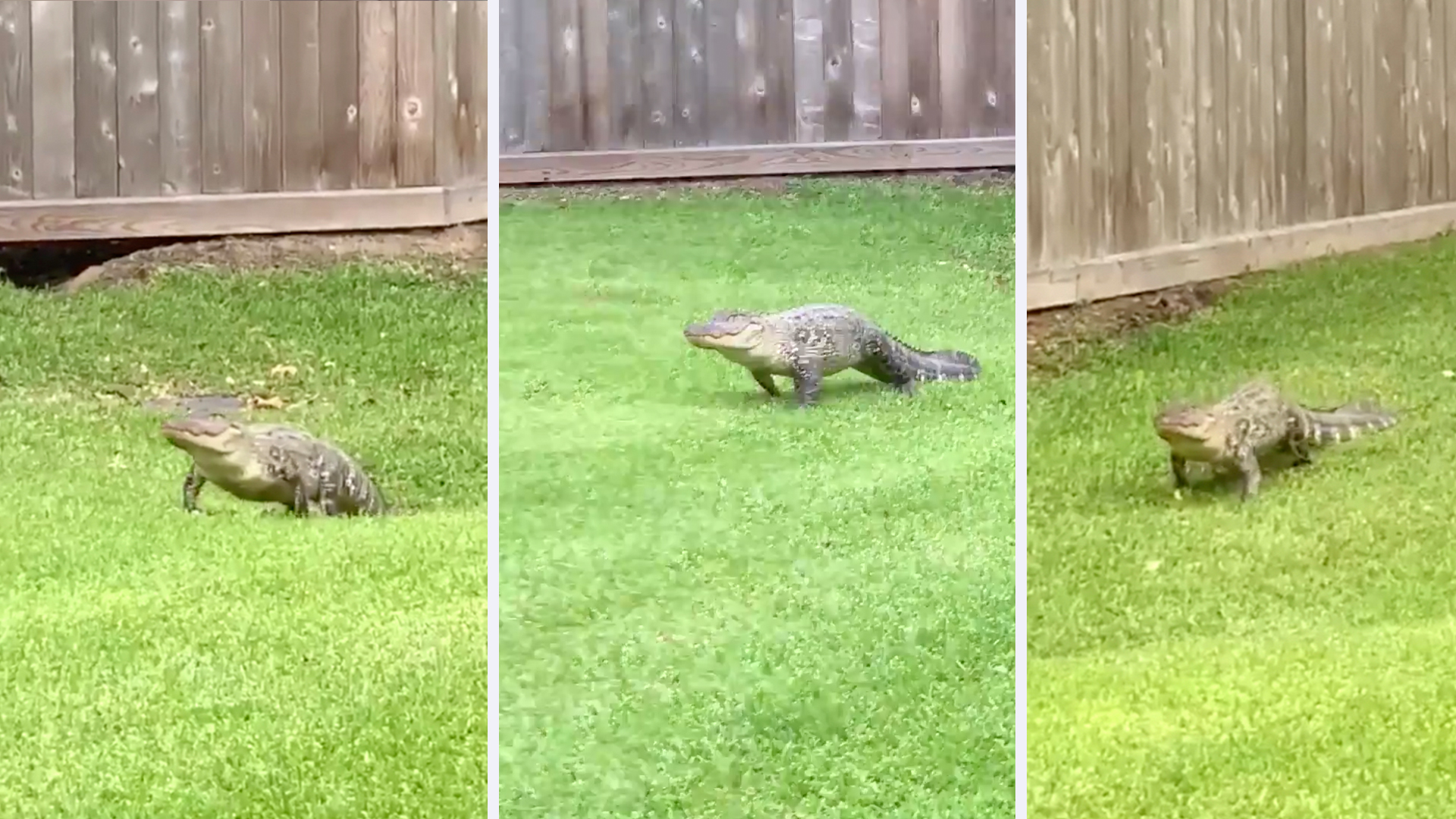 Así paseaba un caimán en la subdivisión de Saddlebrook en Cinco Ranch