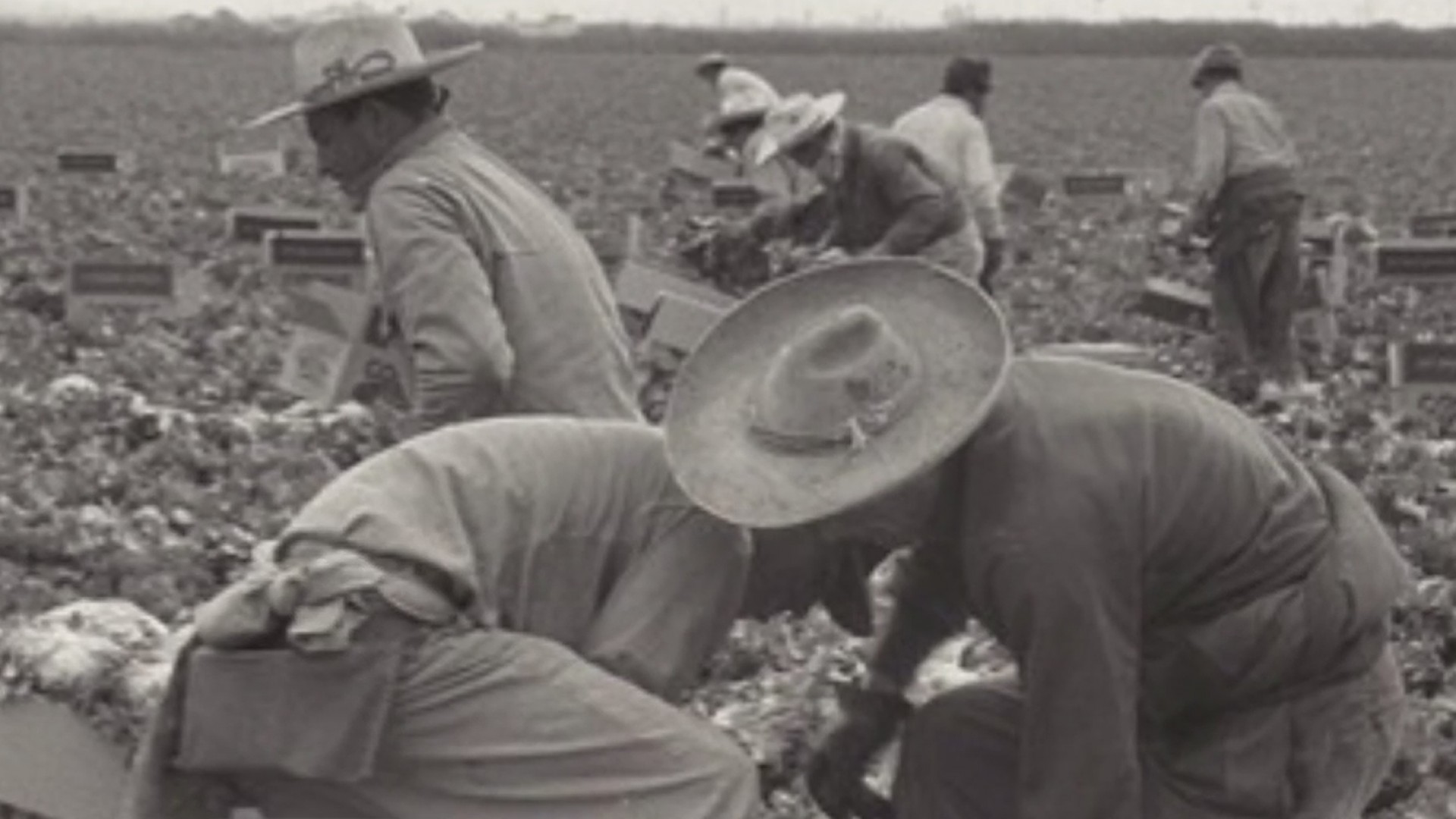 La historia de los braceros mexicanos que llegaron a EEUU para salvar