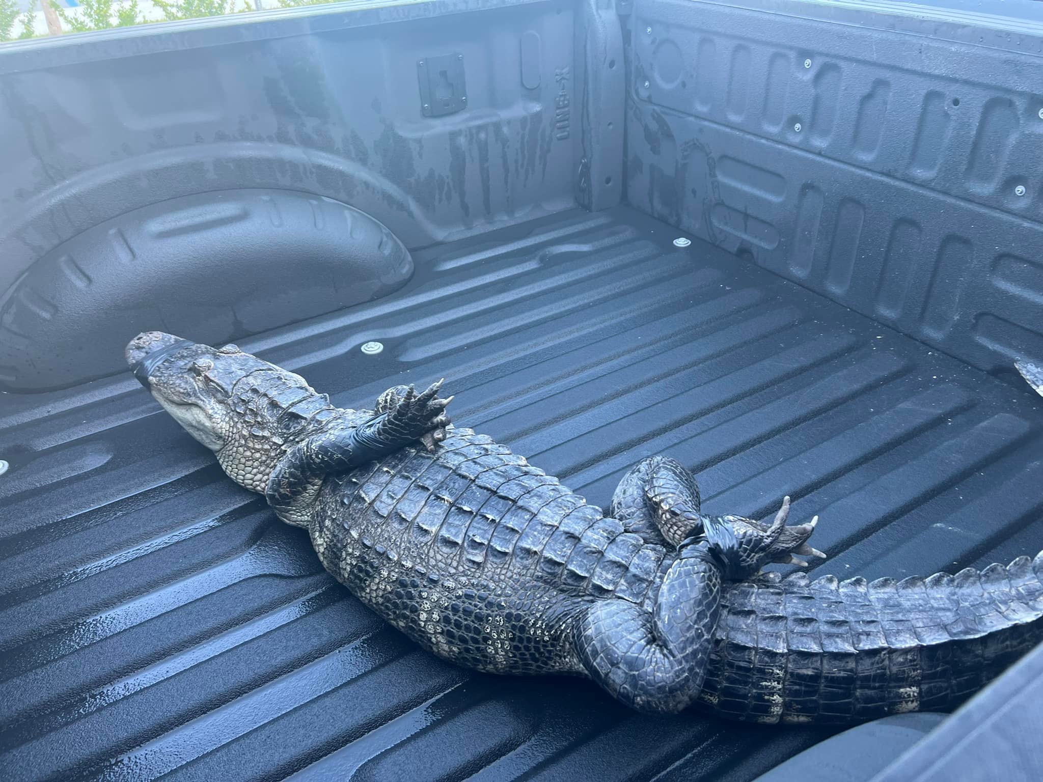 Cocodrilo en playa de Florida: Reptil de 8 pies de largo cerca de Barrier  Island Center en Melbourne Beach, condado Brevard | Univision Orlando WVEN  | Univision, image size:2048x1536