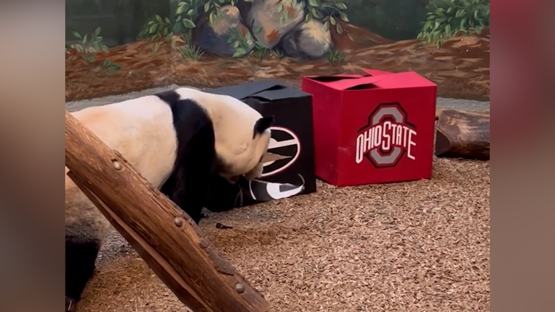 Yang Yang, el panda gigante de Atlanta predice al ganador del Chickfil