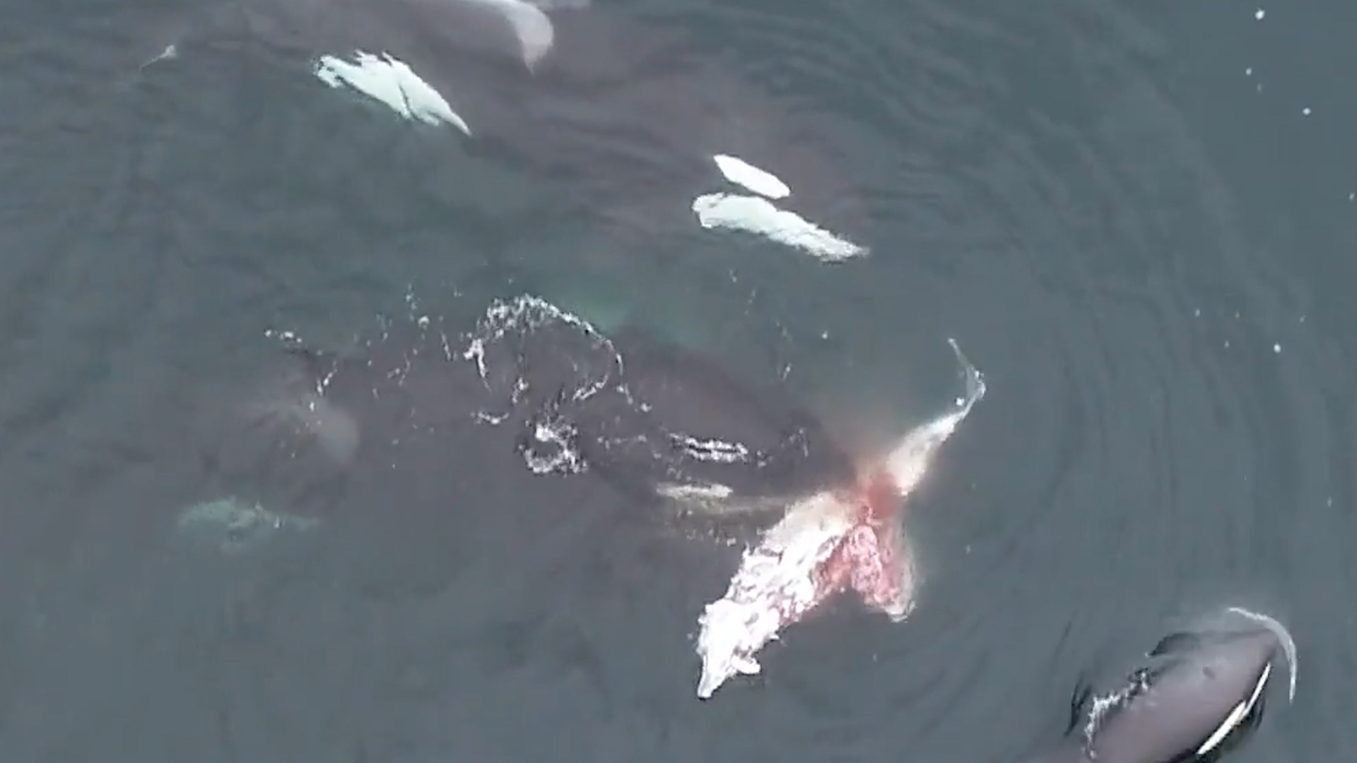 Captan por primera vez a una manada de orcas devorando a un delfin