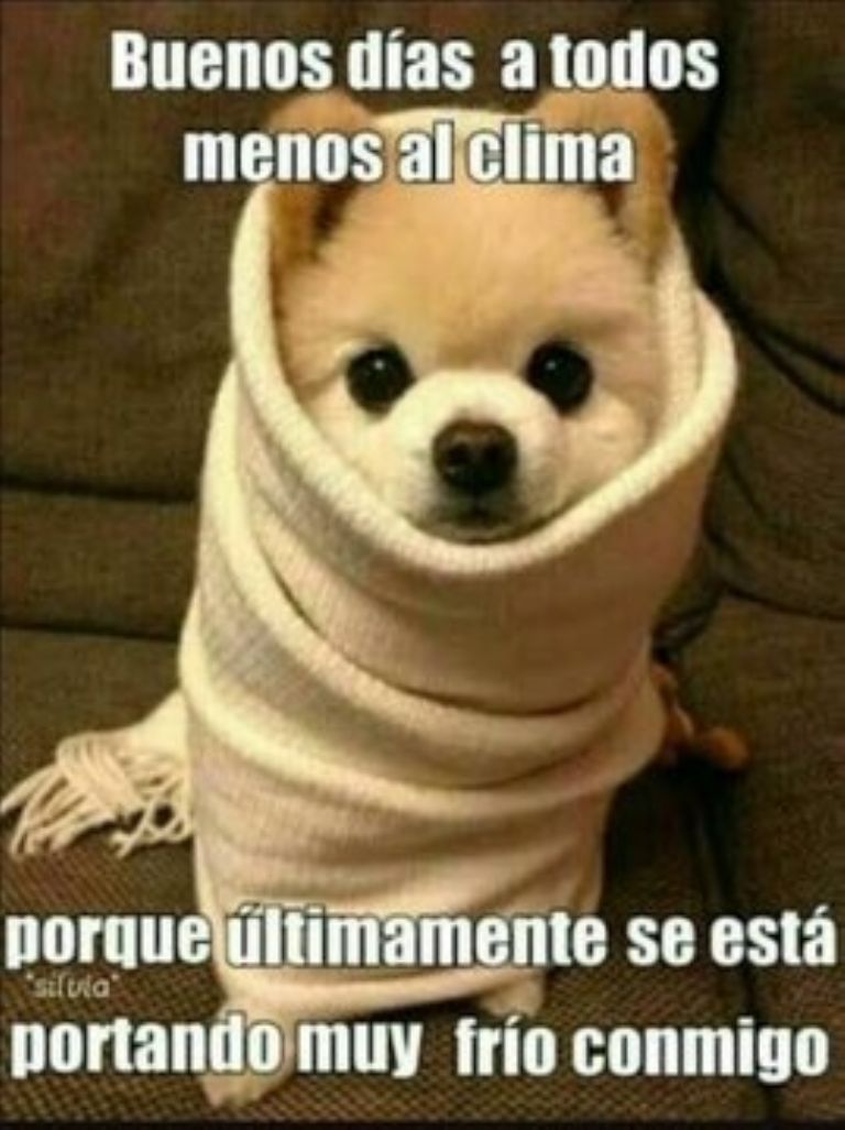 Memes de la temporada de invierno con bajas temperatura y frio en  diferentes partes del mundo | Estaciones de Radio Radio Nacional | Univision, image size:768x1027