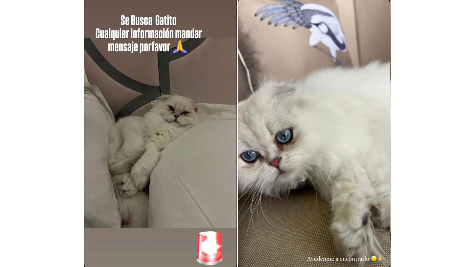 Belinda reporta desaparición de 'Glen', su querido gato, y pide ayuda | Univision Famosos | Univision