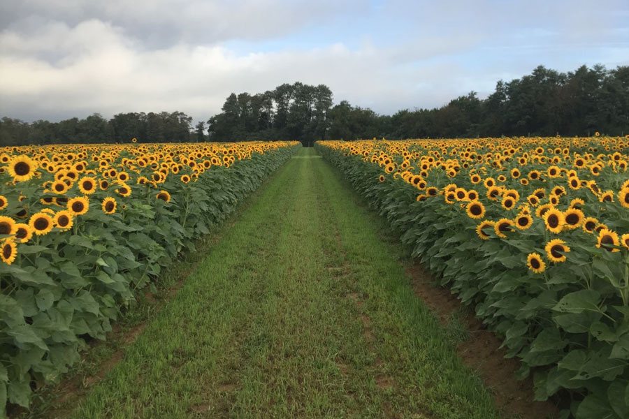 En fotos: conoce los coloridos campos de girasoles más cerca del área de Filadelfia | Fotos En fotos: conoce los coloridos campos de girasoles más cerca del área de Filadelfia | Fotos