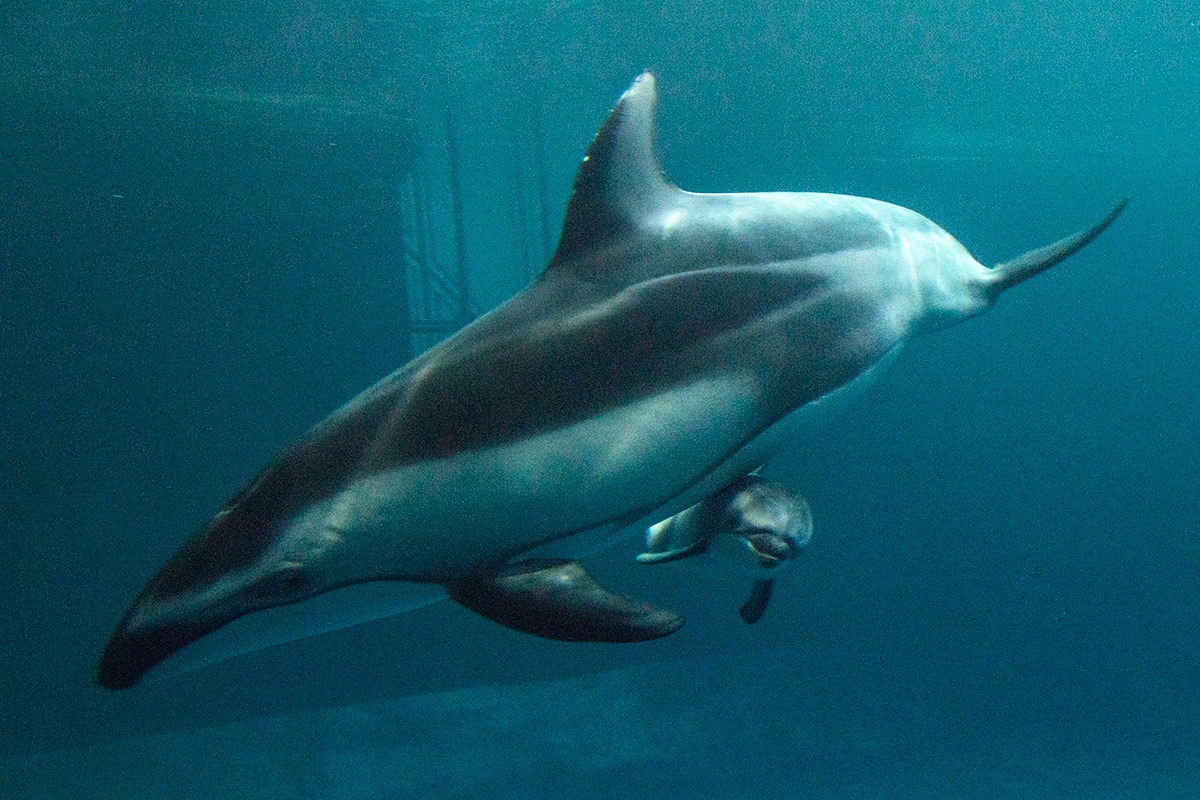 Captan en video el nacimiento de un delfín en el Acuario Shedd | Univision  Chicago WGBO | Univision, image size:1200x800