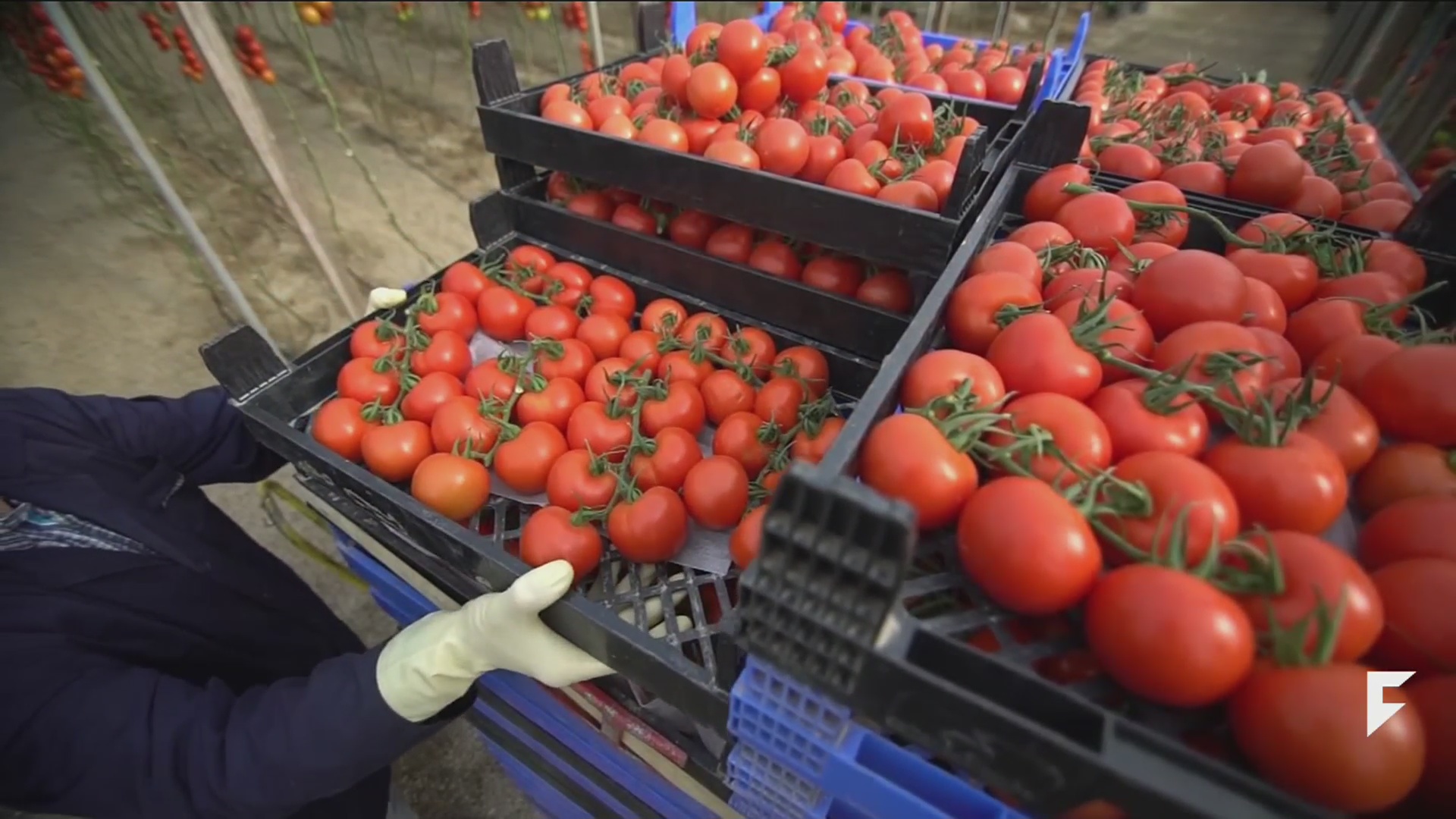 Tariff on tomatoes may lead to shortages and price hikes for U.S. consumers Univision News