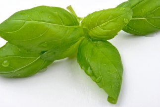 Albahaca basil Delicioso Univision