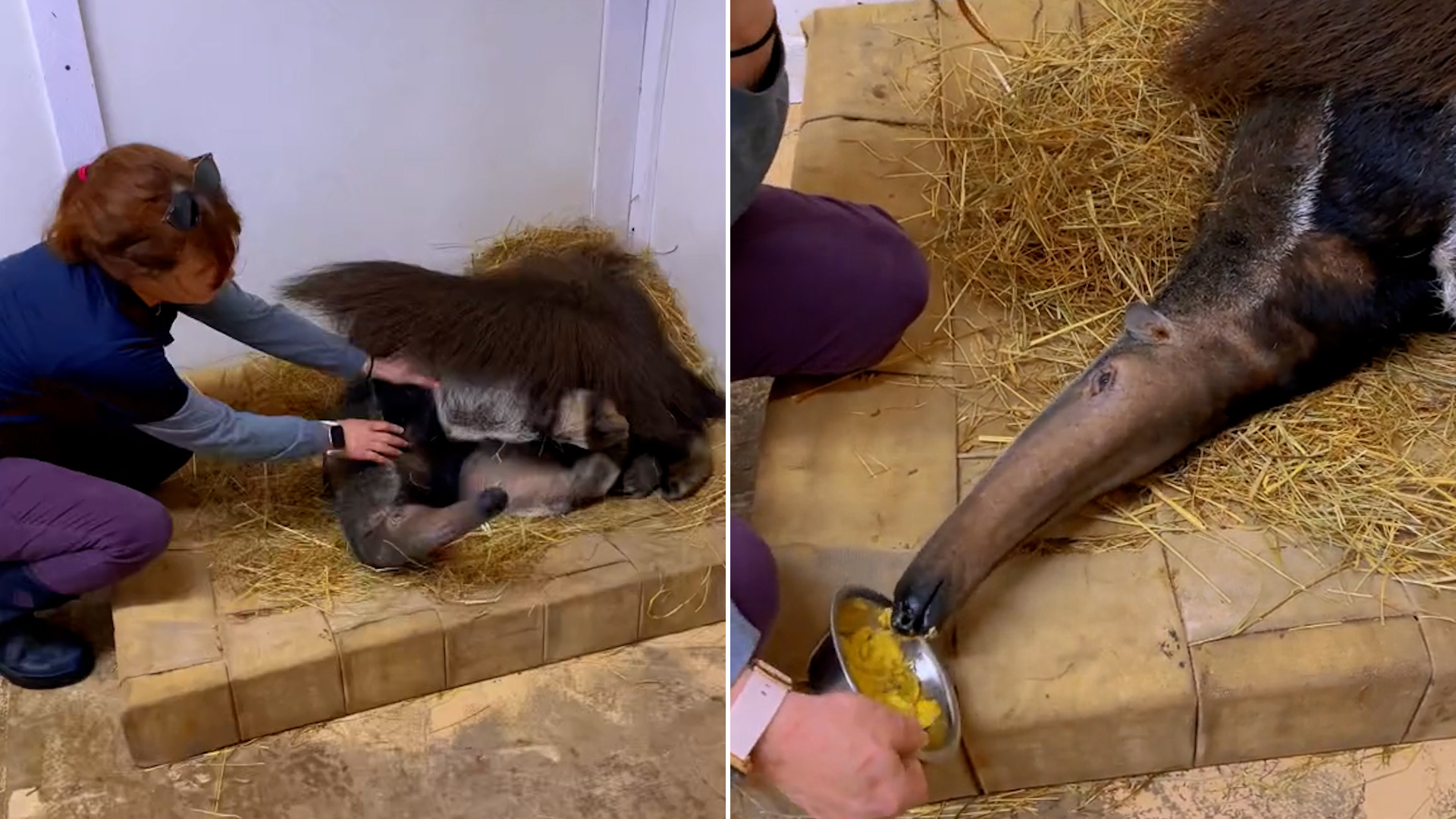 Lena Mae Shaw cumple 103 años y recibe la visita del jefe de la policía de  Raeford | Univision 40 Raleigh WUVC | Univision, image size:1920x1080