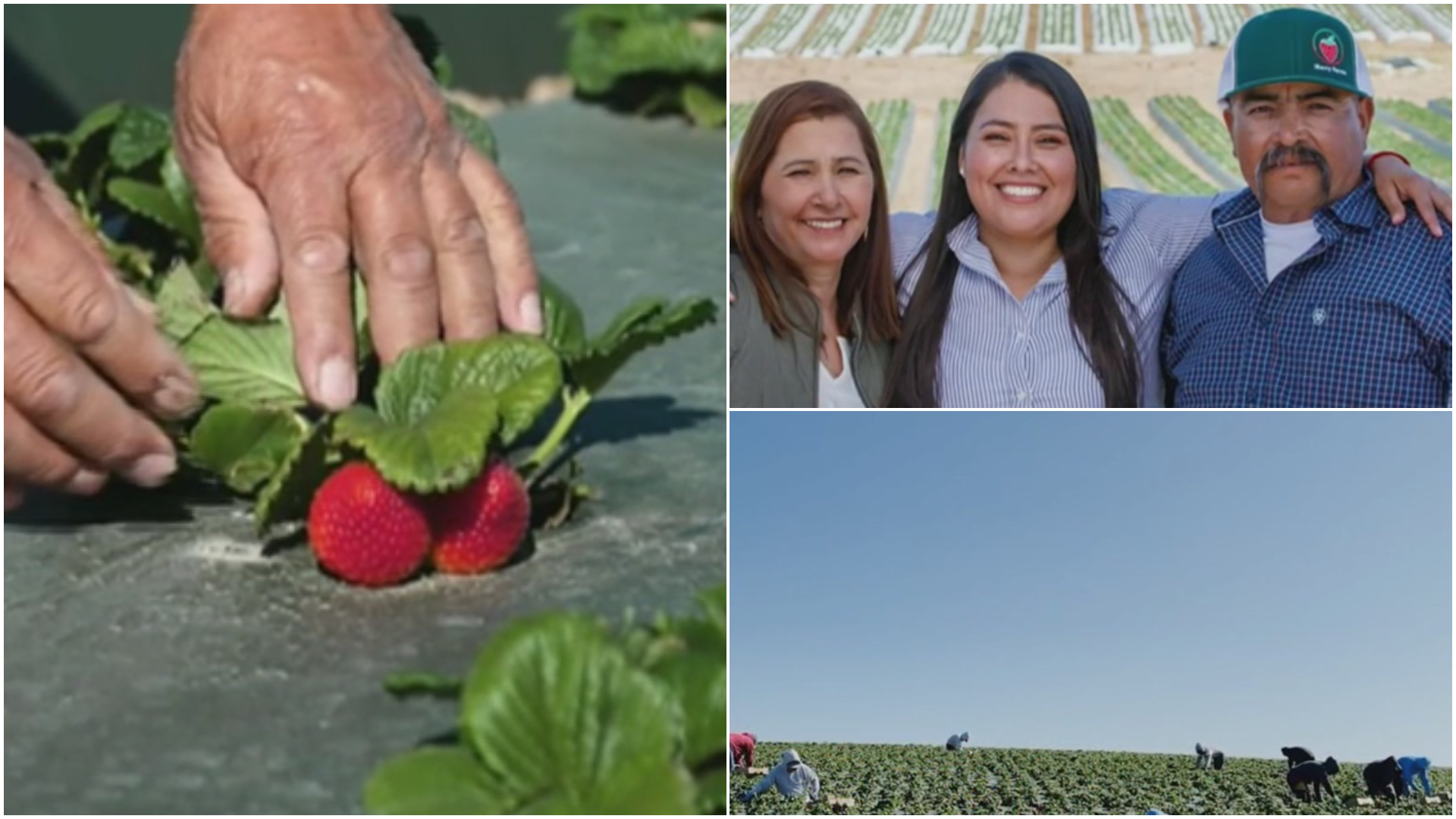 Esta familia mexicana le debe al cultivo de fresas su éxito en Estados