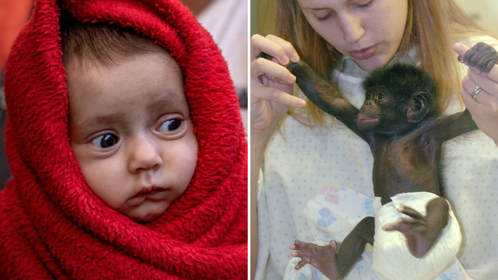 Experimento Winthrop Niles Kellogg crío a su hijo junto a un bebé