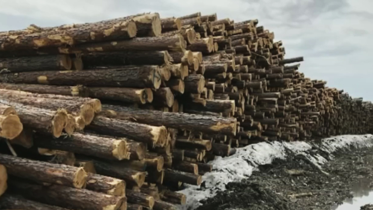 Toilet paper manufacturers rely on intact Canadian boreal forests Univision News Univision
