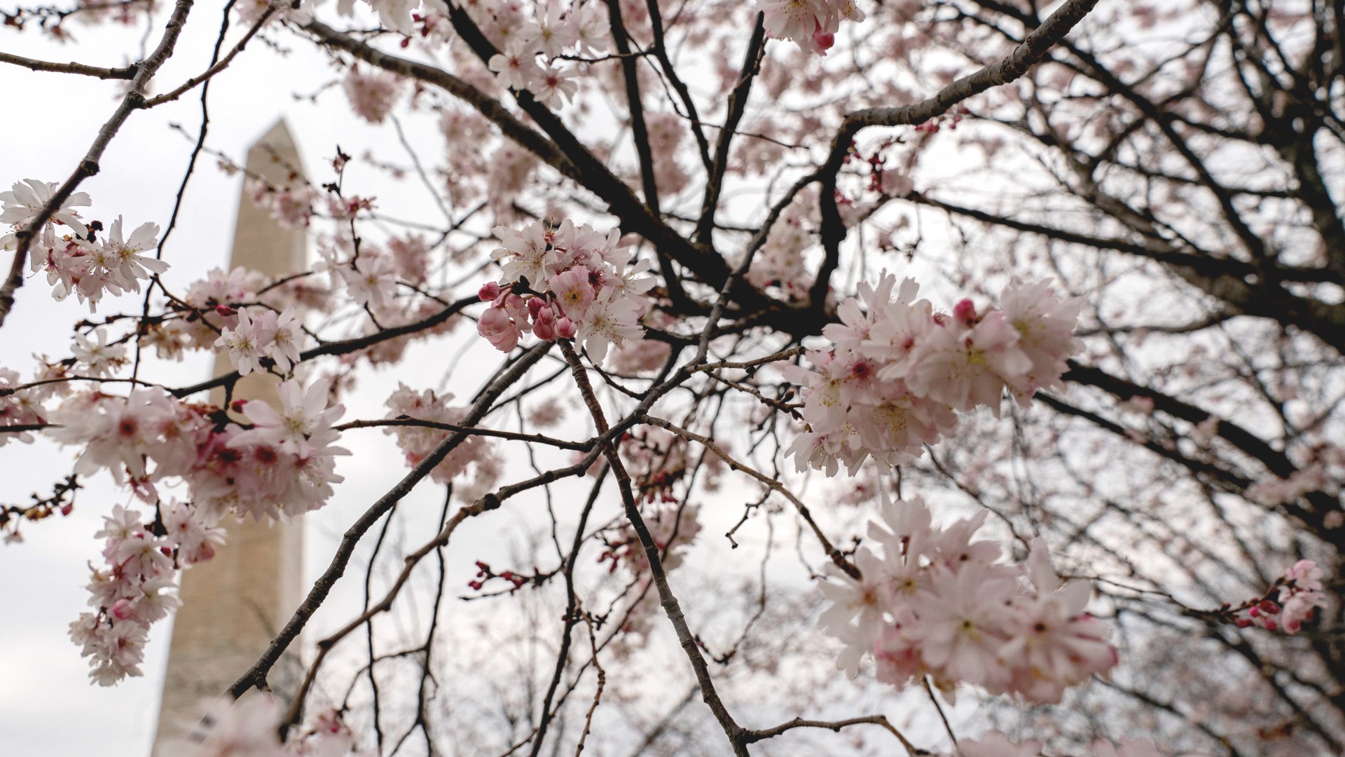 Revelan pronóstico de florecimiento de los cerezos de Washington DC