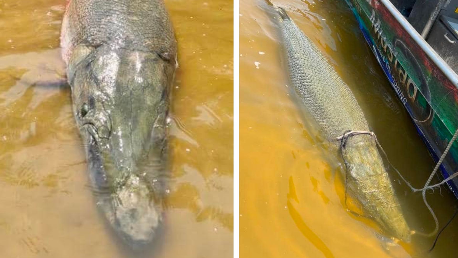 Lo que debes saber sobre el récord mundial en Texas por la pesca de un  extraño y gigante pez | Univision 23 Dallas Ft. Worth KUVN | Univision, image size:1920x1080