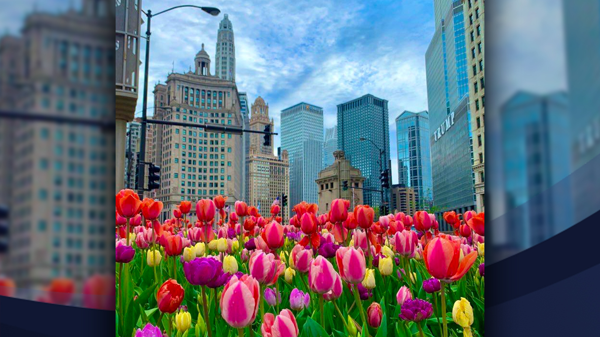 De Holanda a Chicago: Las 8 fotografias mas bonitas de los tulipanes de