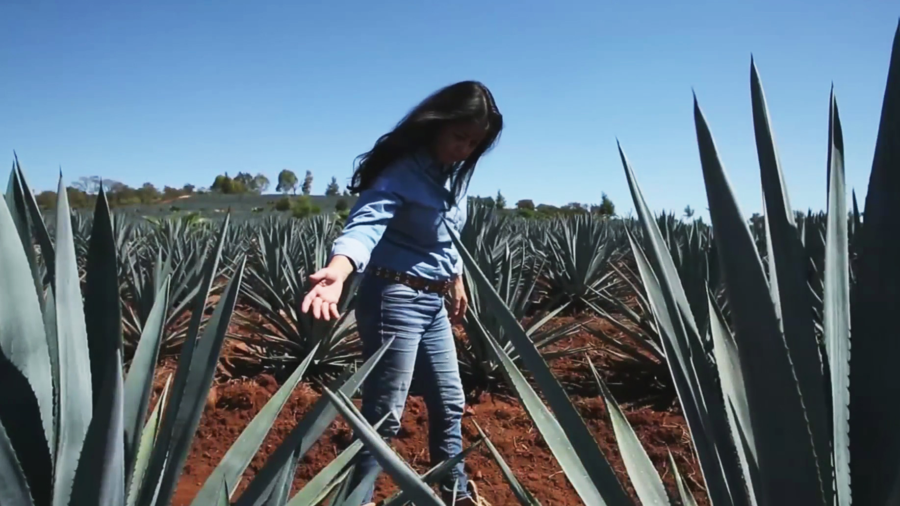 Meet the tequila factory owner with a femaleonly workforce Univision