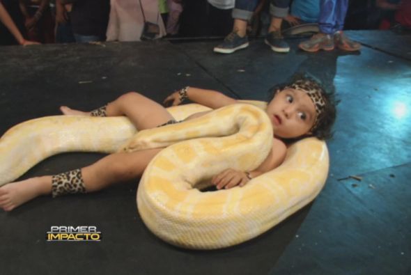 Serpiente mas grandes del mundo Serpiente mas grandes del mundo