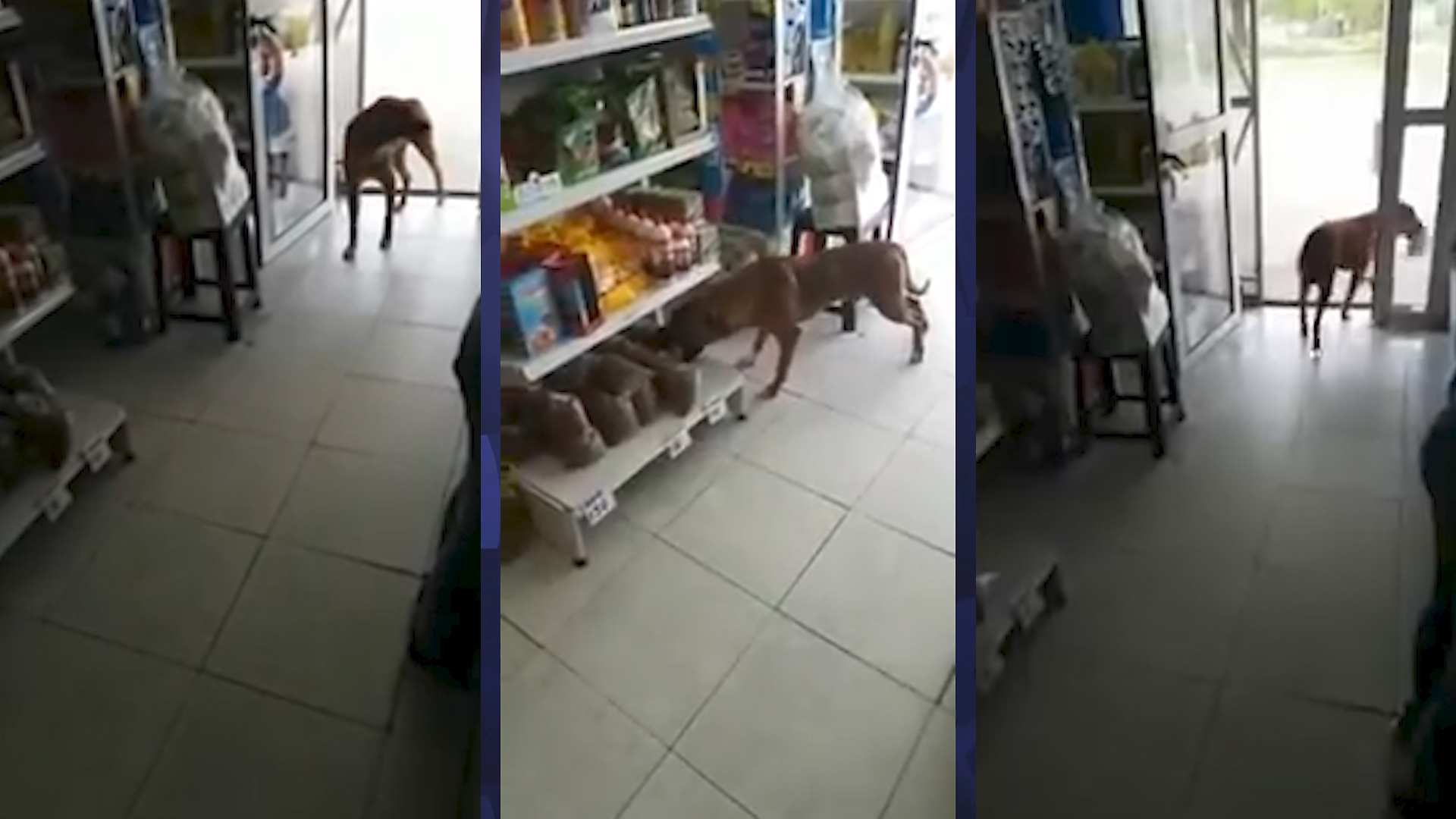 Viral: Sacerdote sufre ataque de risa en plena misa, ¿se le metió el chamuco? | Shows Canal 5 | Sitio Oficial | Canal5
