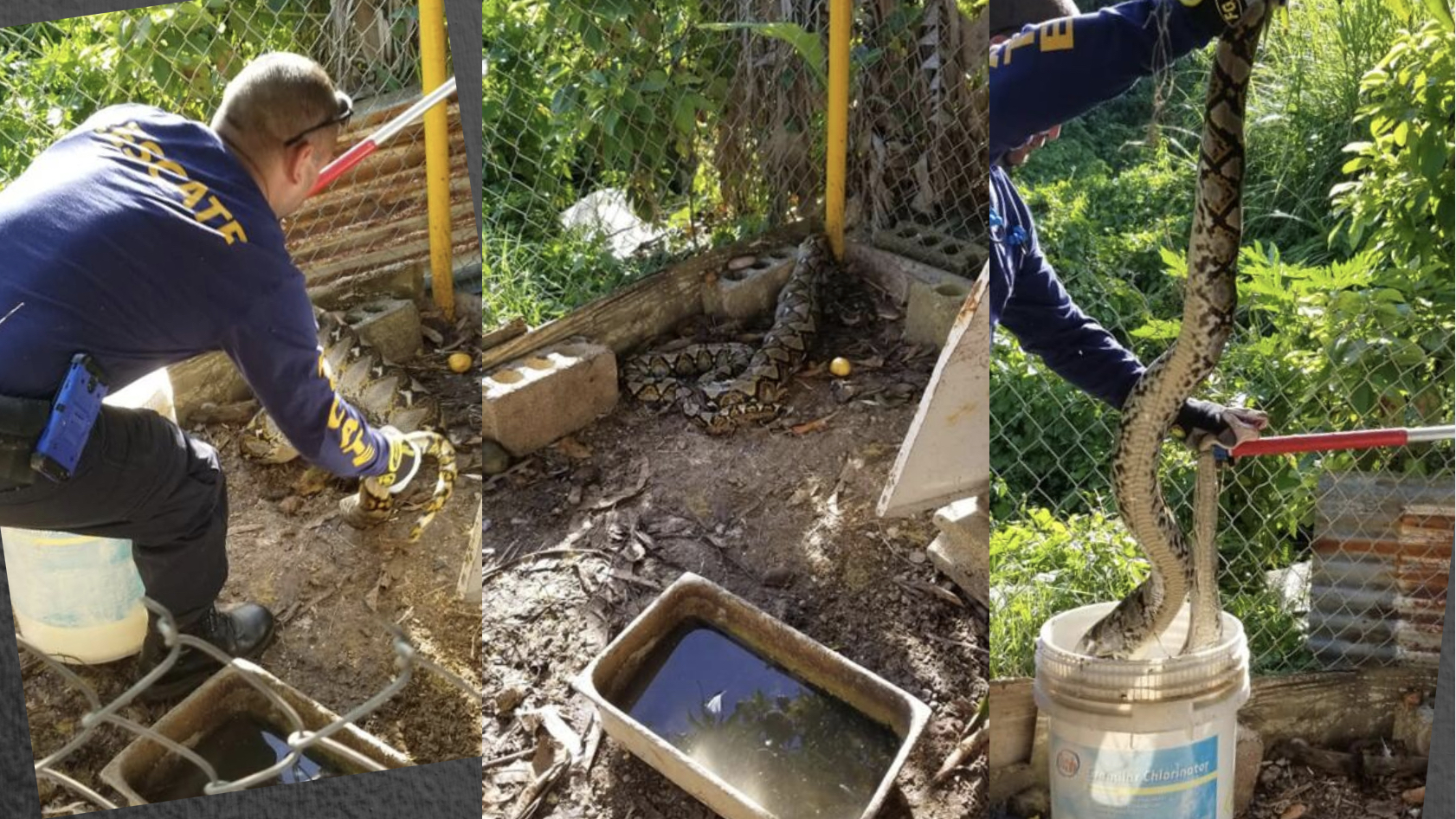 Recursos Naturales advierte sobre pitones reticuladas y otras