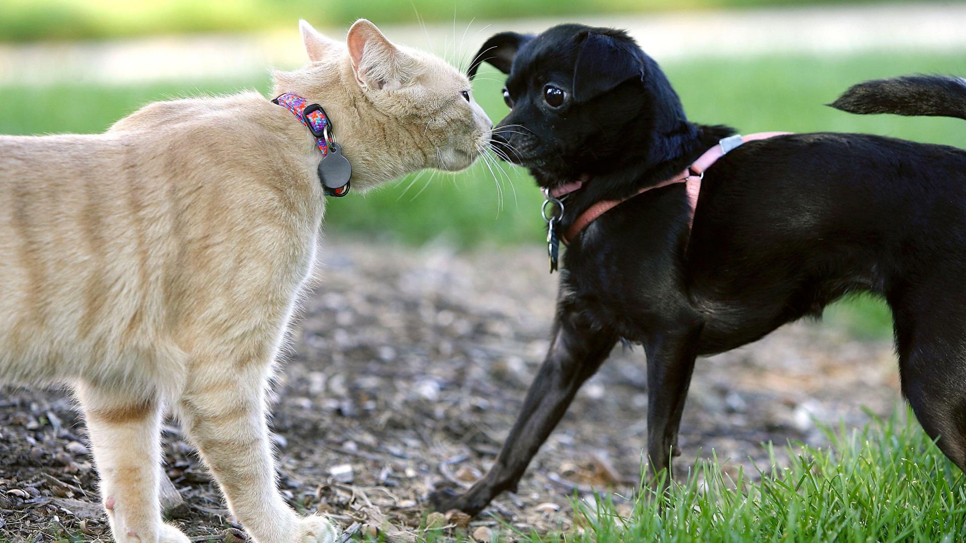 Microchip en mascotas será obligatorio en Houston desde el 1 de febrero