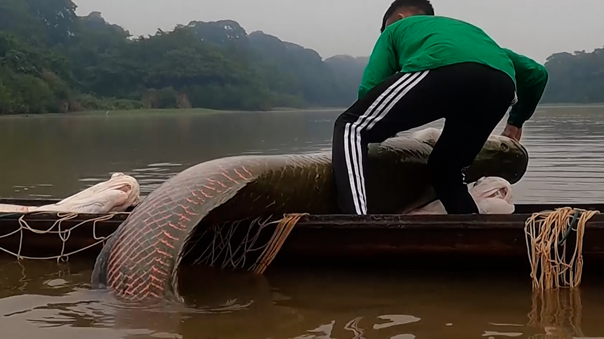 Pesa más de 400 libras reaparece el pez más grande del Amazonas