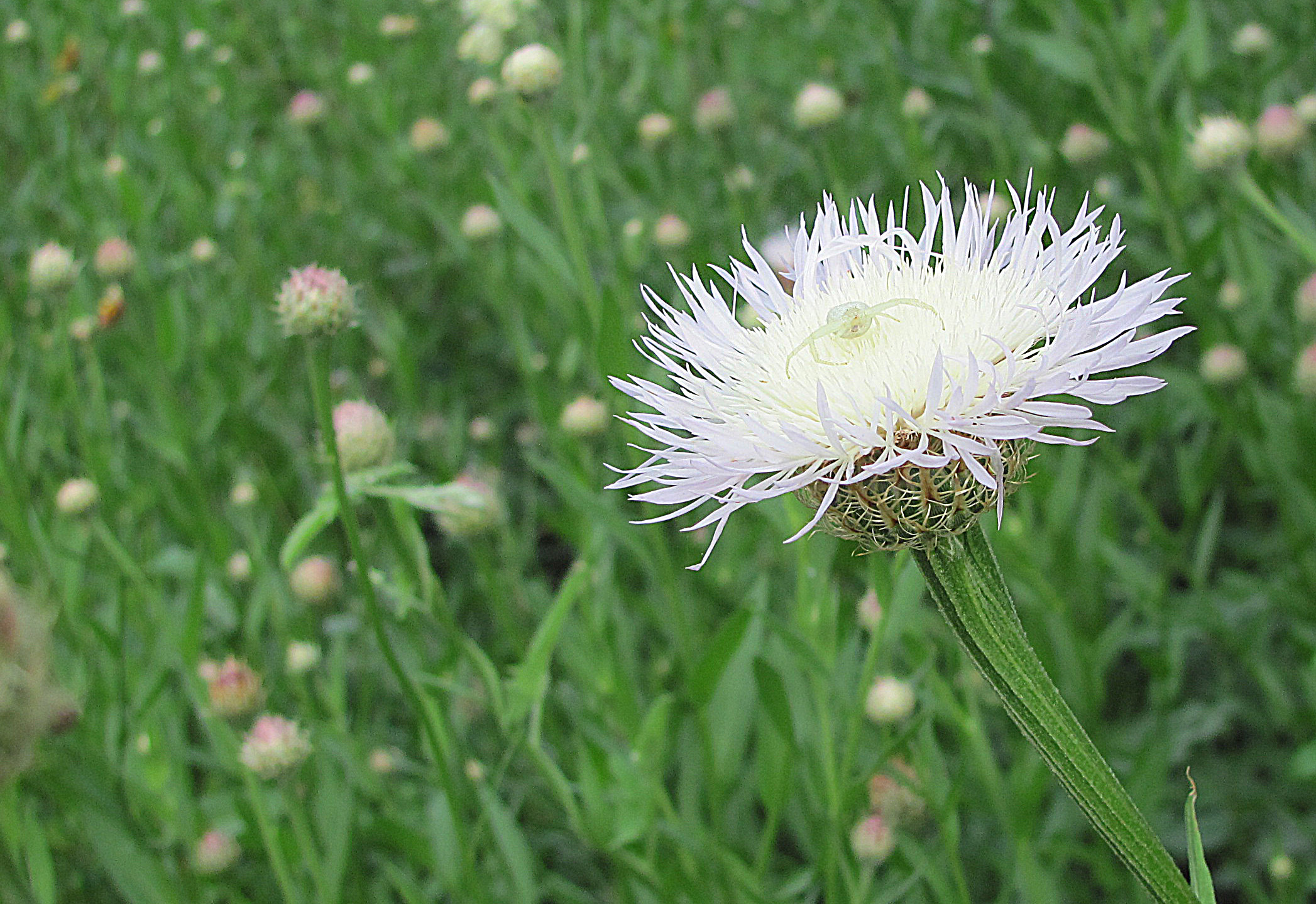 Las flores silvestres de la primavera texana  Fotos  Univision 