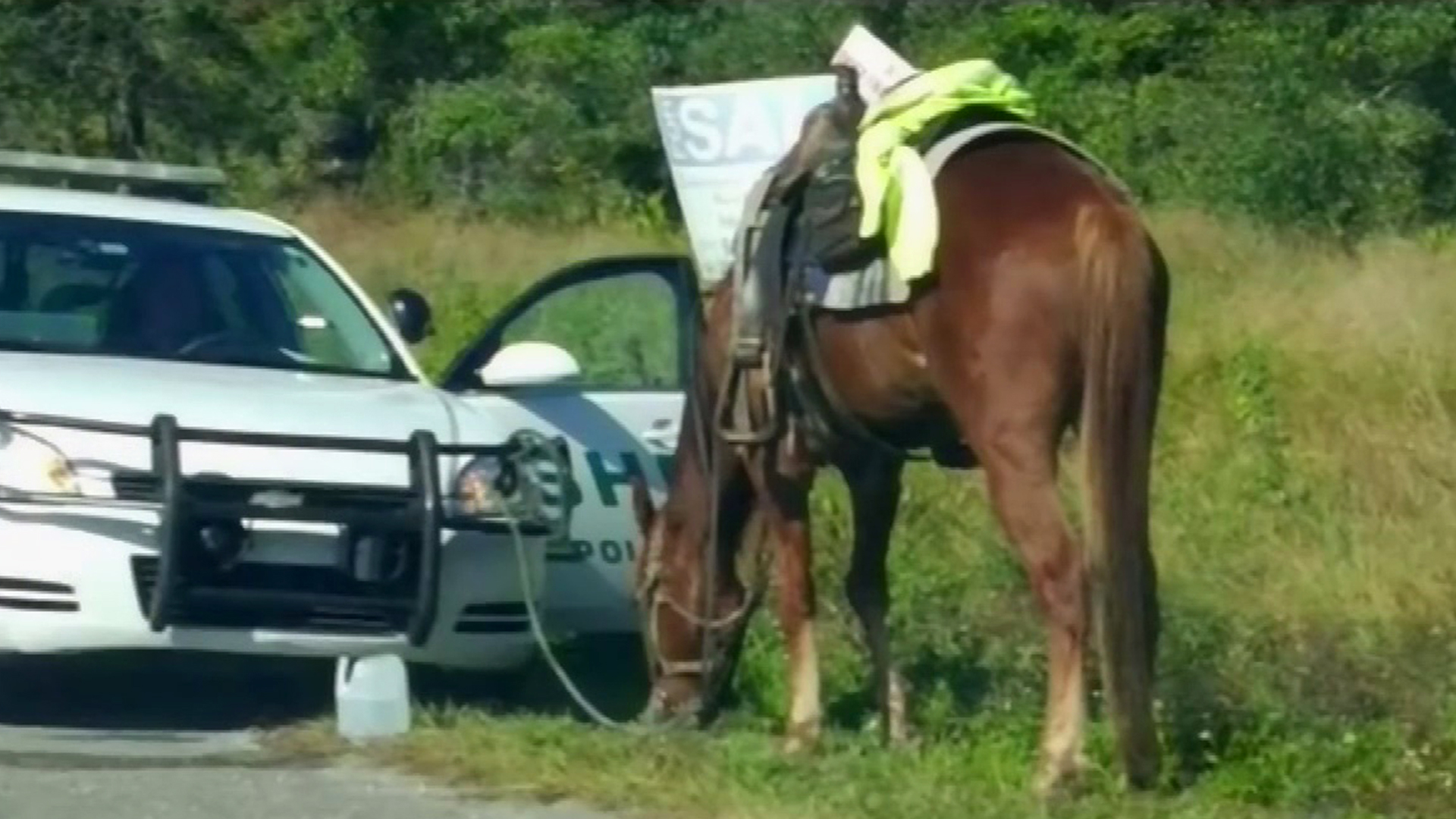 Лошадь лягнула. Смешной конь. Лошади напоенный. Лошадь лягнула. Лошади напоенный.