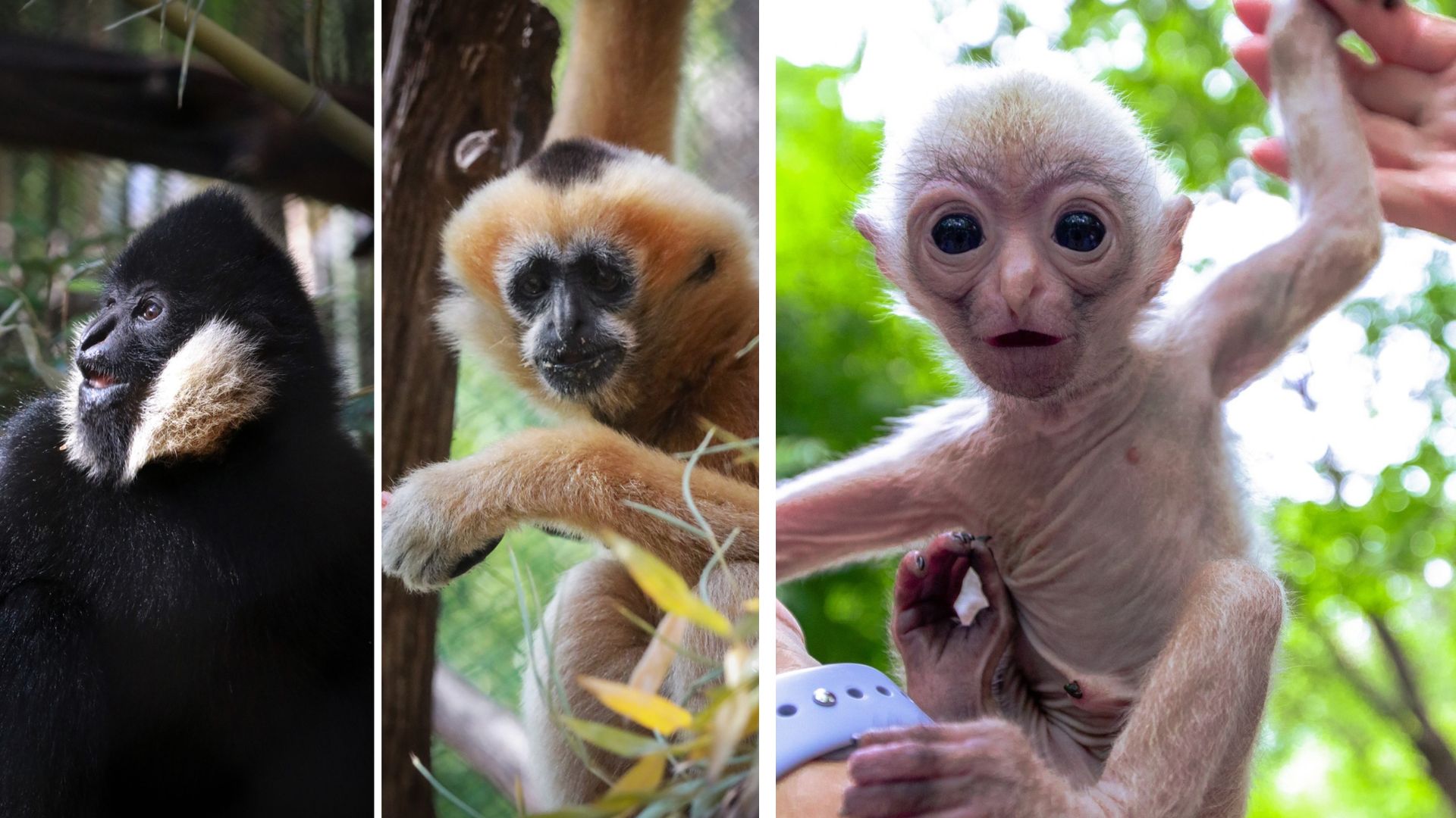 Dallas Zoo Es cuidado un bebé primate, tras el rechazo de sus padres Video Univision 23