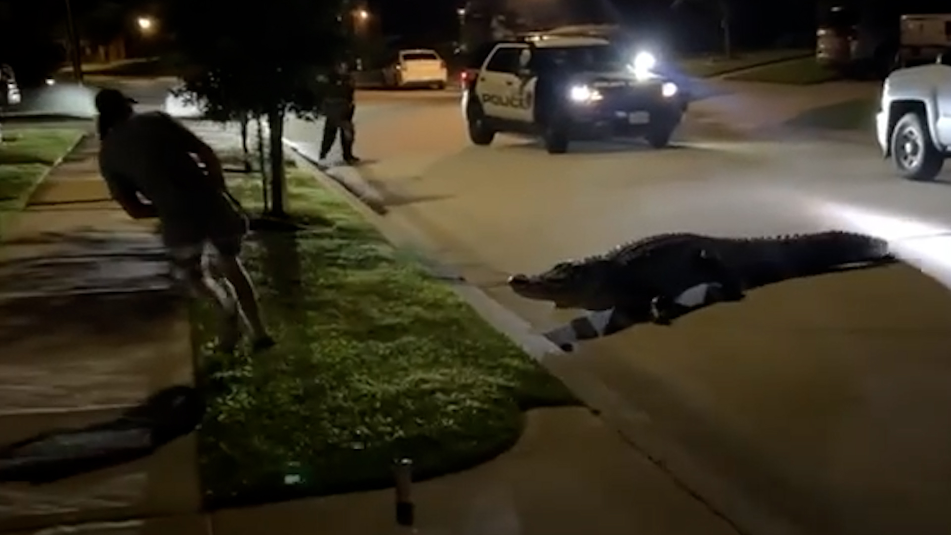 Medía más de 12 pies de largo capturan a un caimán gigante en Texas