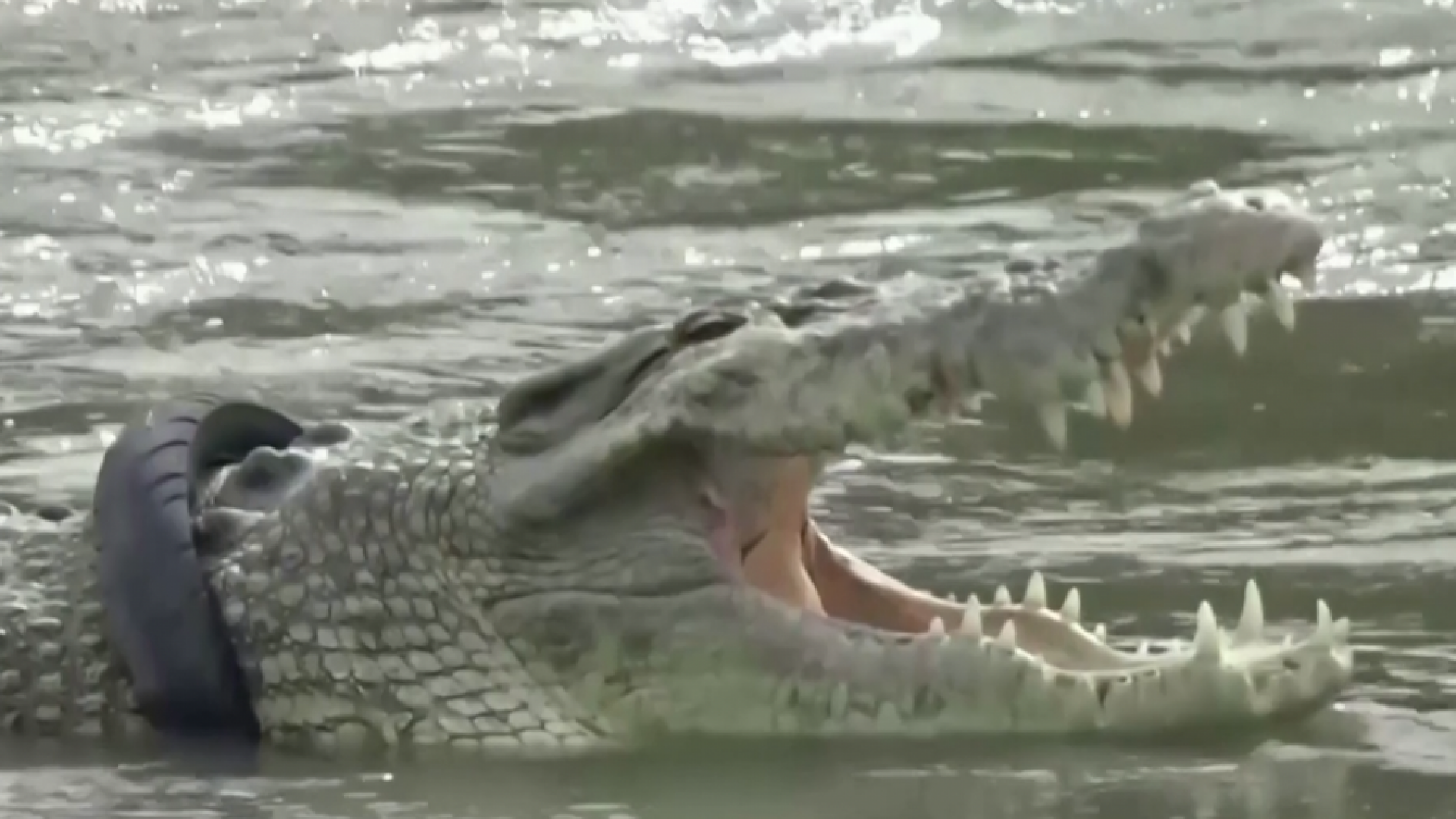 Нильский крокодил людоед. Парк эверглейдс флорида. Гнездо гребнистого крокодила. Снять крокодила. Гребнистый крокодил детеныши.