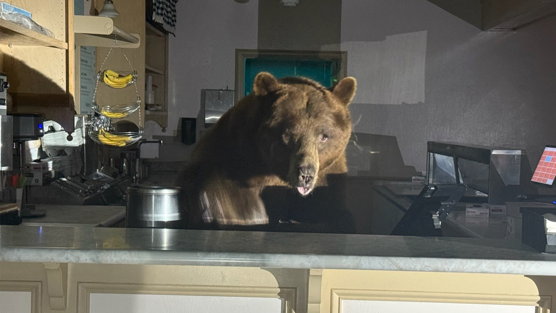 Sorprenden a oso detrás del mostrador de una heladería en South Lake Tahoe  | Univision 19 Sacramento KUVS | Univision, image size:1920x1080