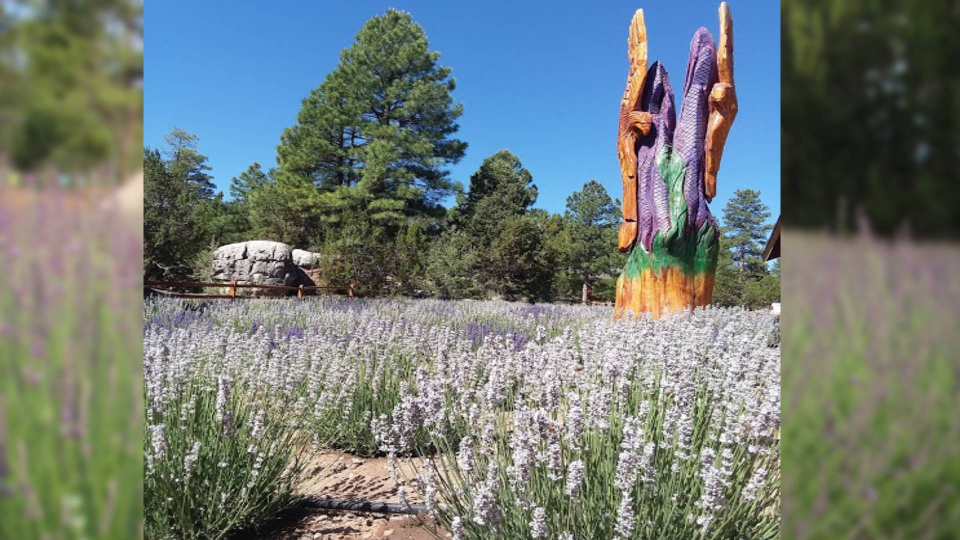 Visita Windy Hills Lavender Farm LLC, un rancho de flores de lavanda al