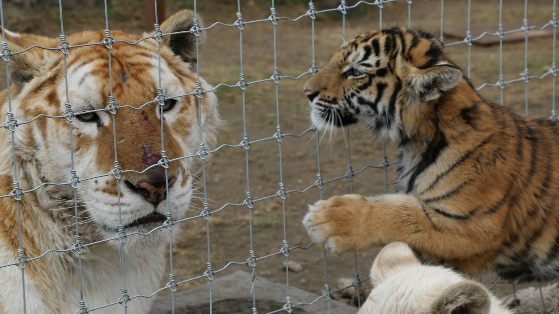 'Black JaguarWhite Tiger'Santuario de felinos en México Shows Primer Impacto Univision