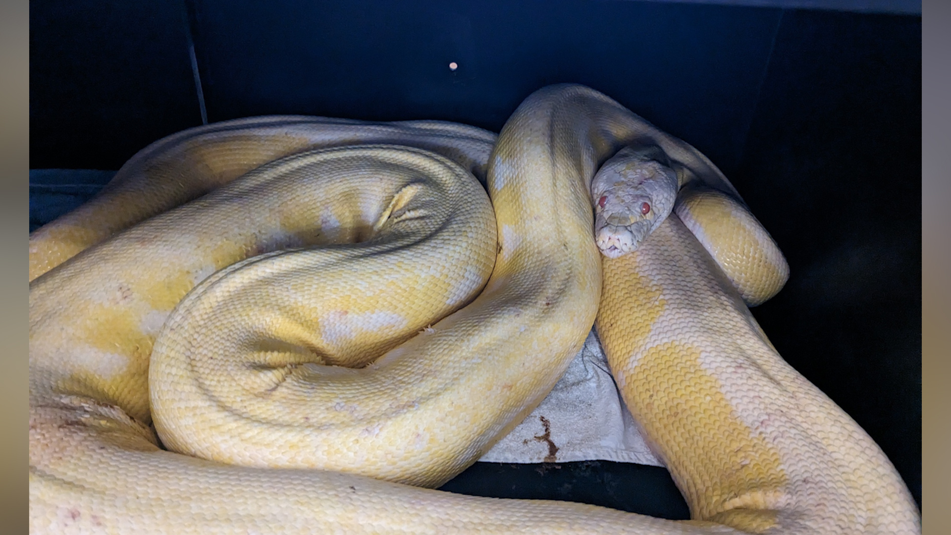 Pitón: Últimas noticias, videos y fotos de Pitón | Univision, image size:1920x1080