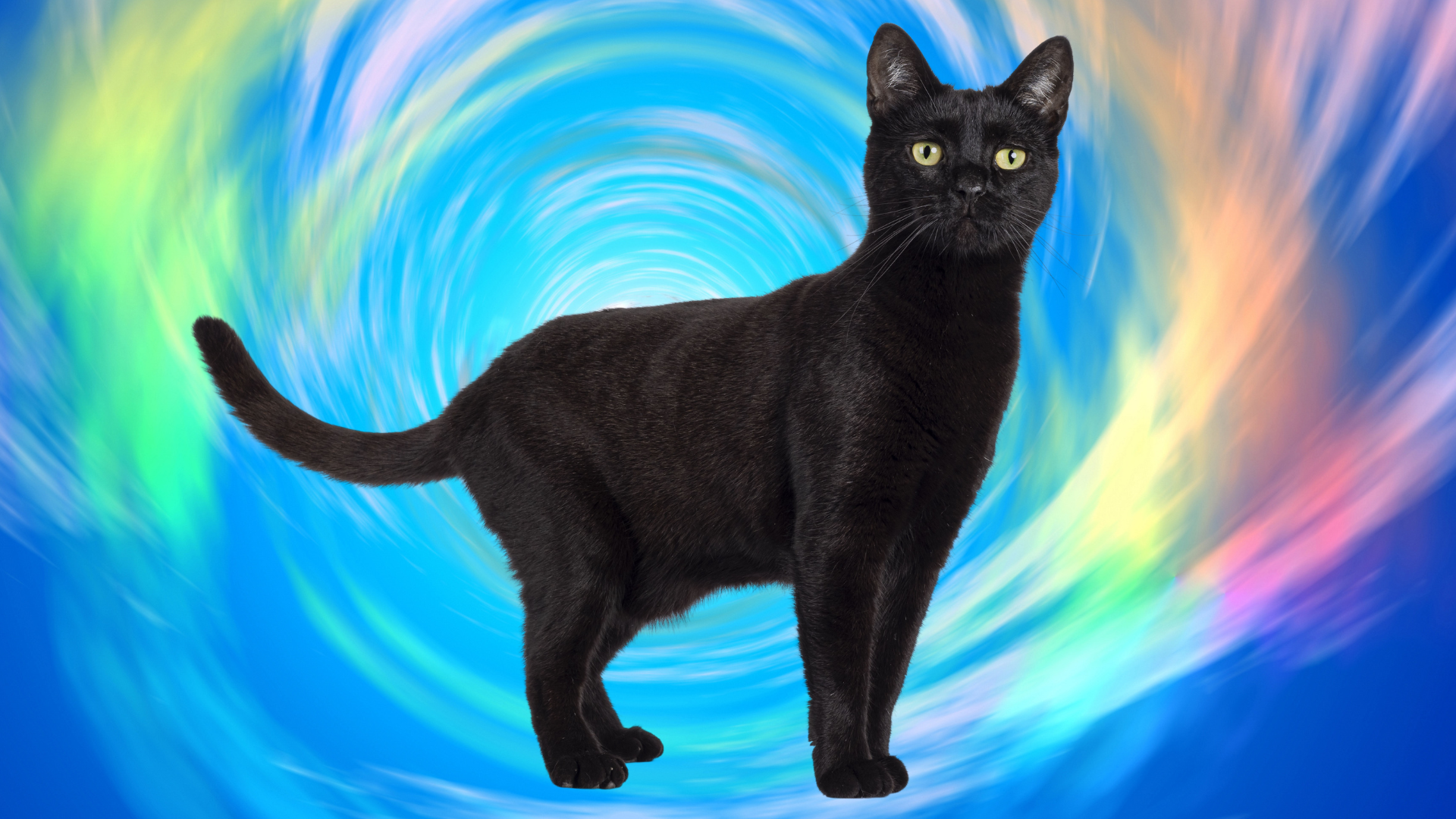 2 cats black and white Cut Out Stock Images \u0026 Pictures - Alamy, image size:1920x1080