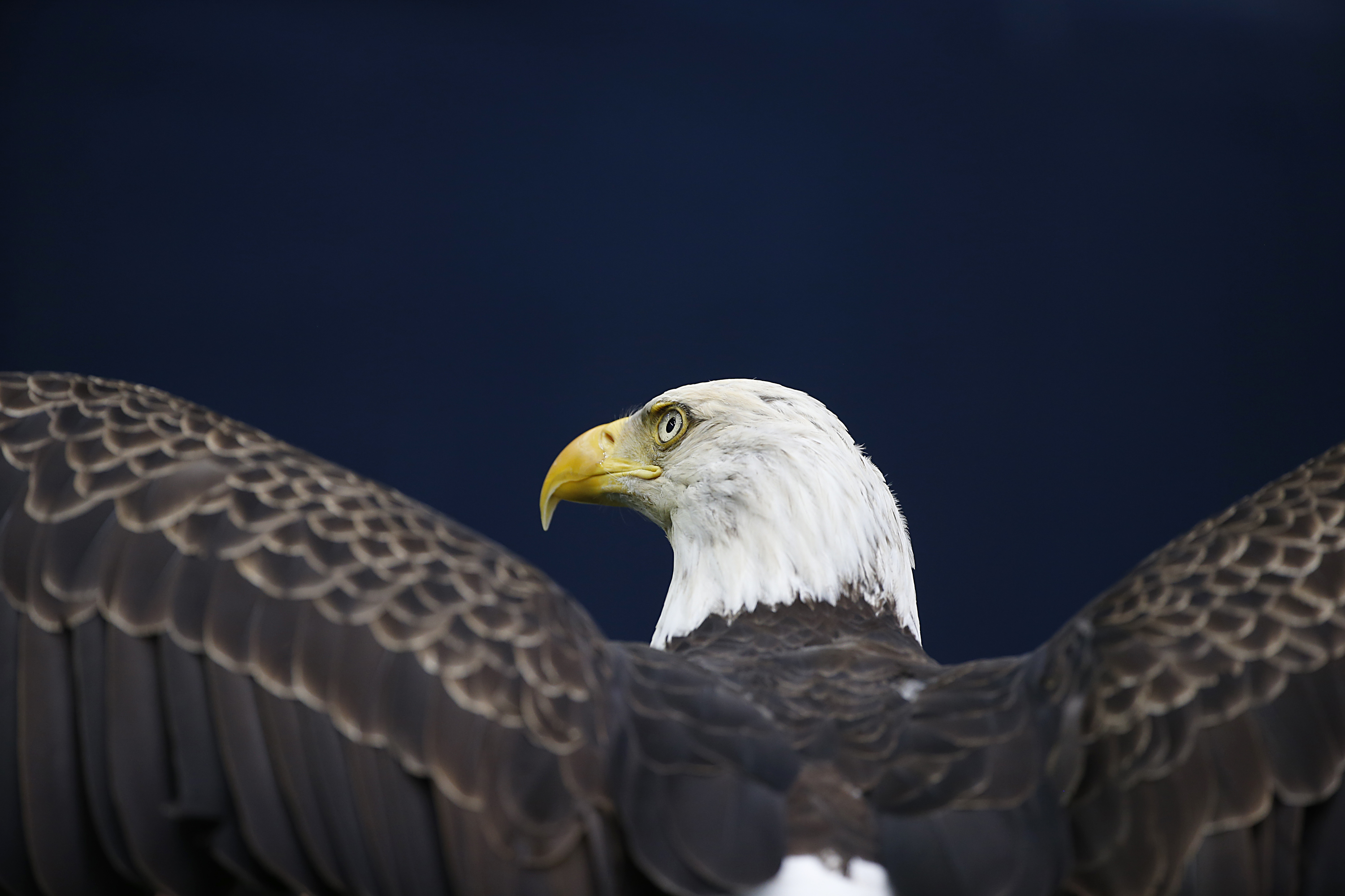 Las especies en peligro a las que afectaría el 'muro de Trump' | Noticias  Univision Planeta | Univision, image size:3000x2000