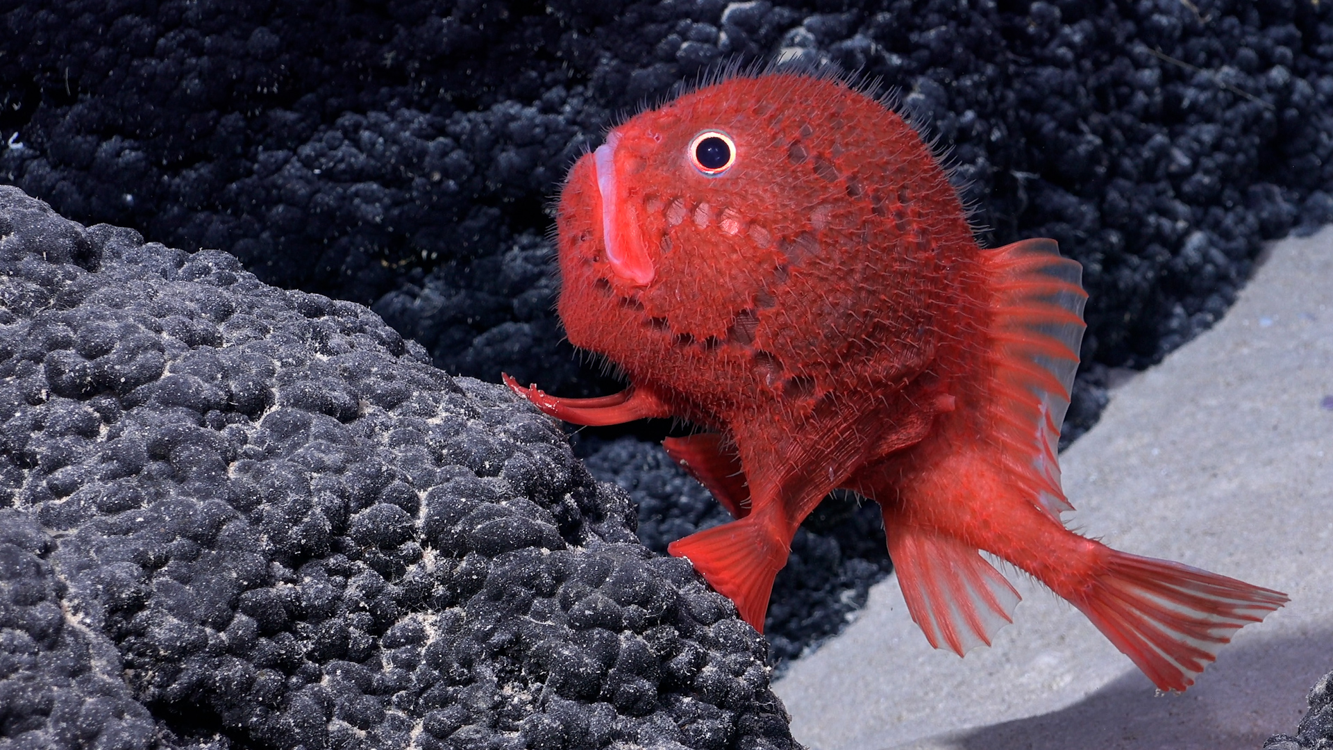 Estrellas de mar, langostas y peces nunca antes vistos descubren más