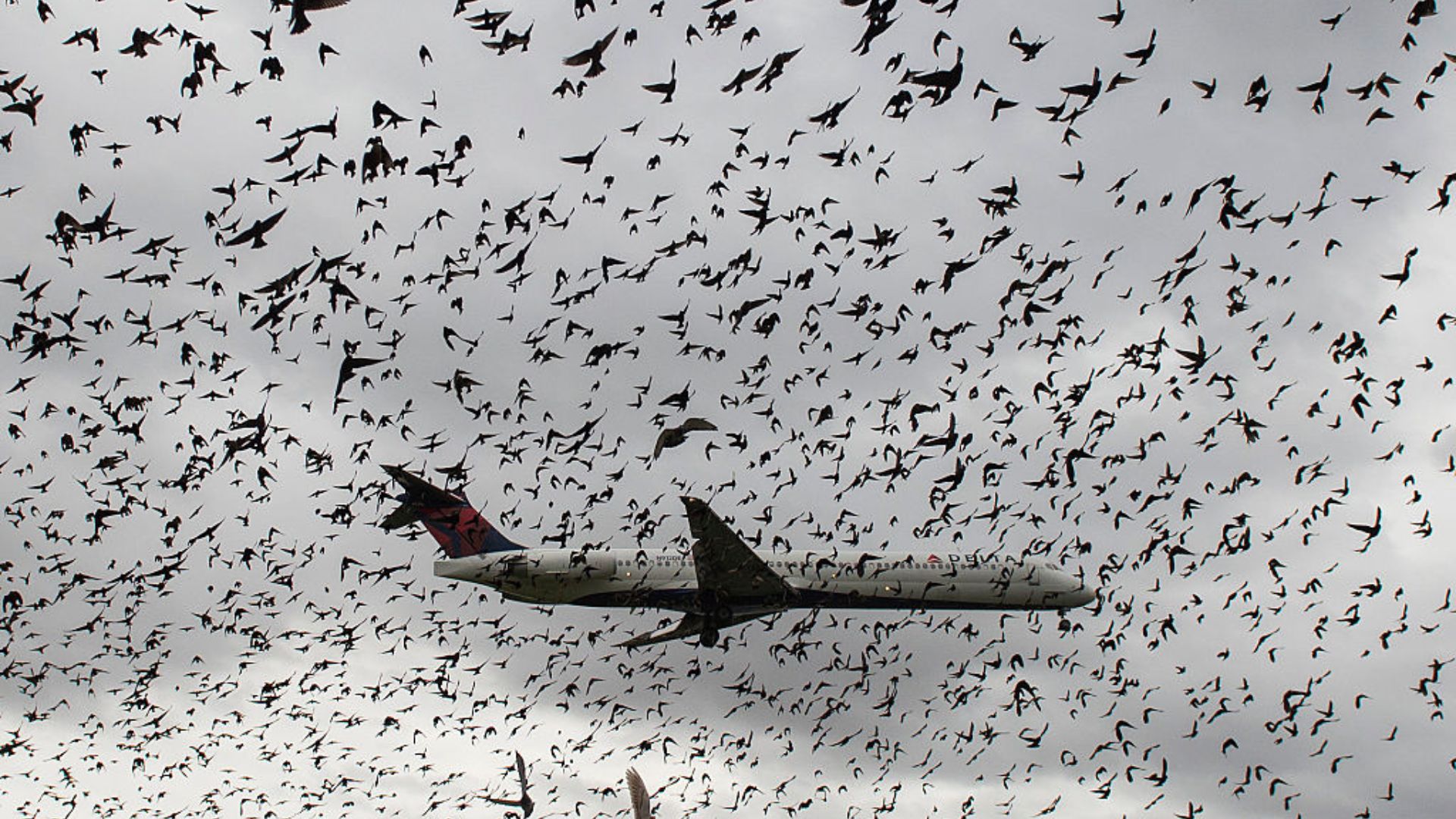 Un experto en aviación explica qué tan frecuentes son los choques entre