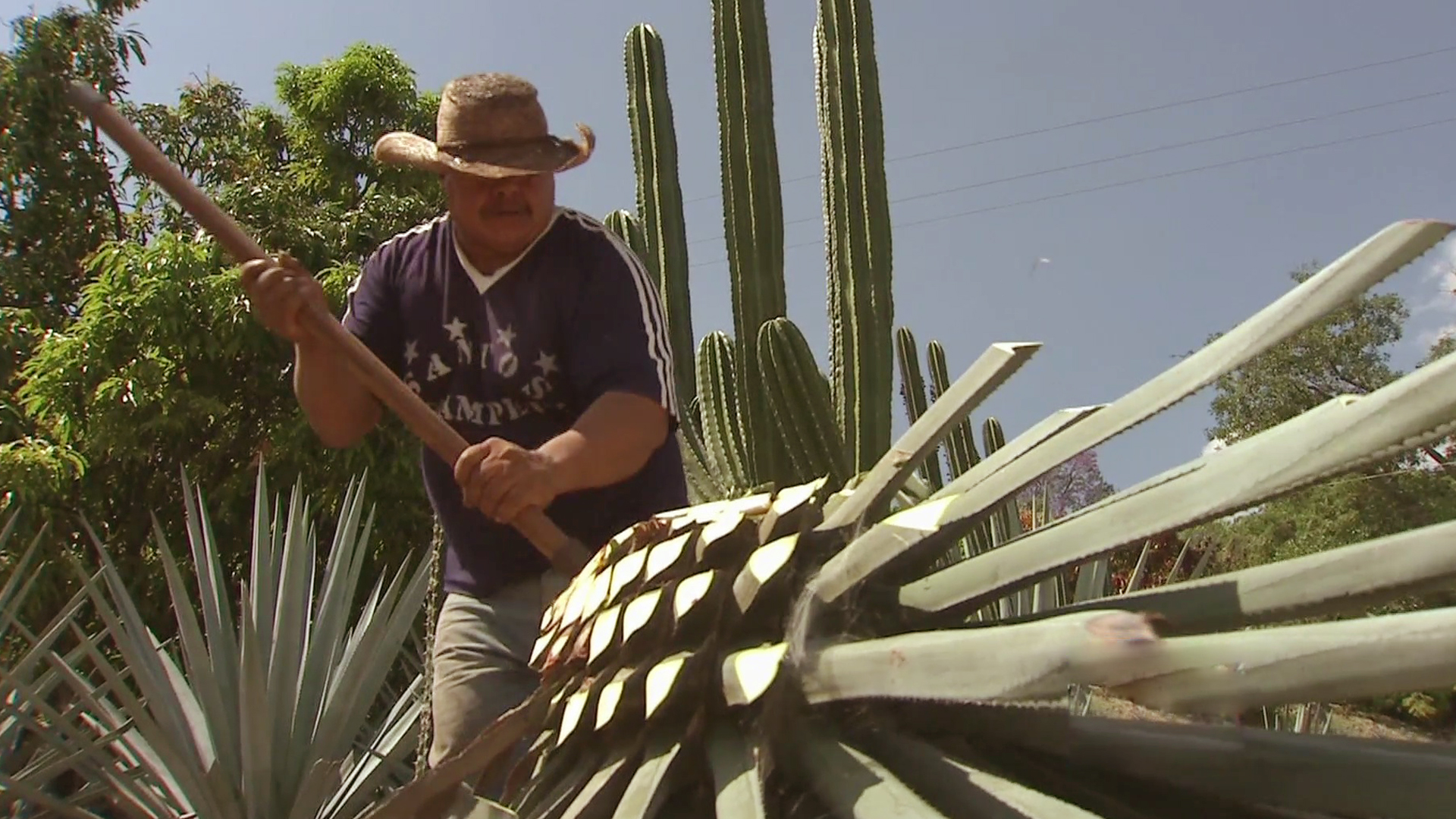 Conoce el trabajo de un "jimador" en la tierra de Tequila Shows