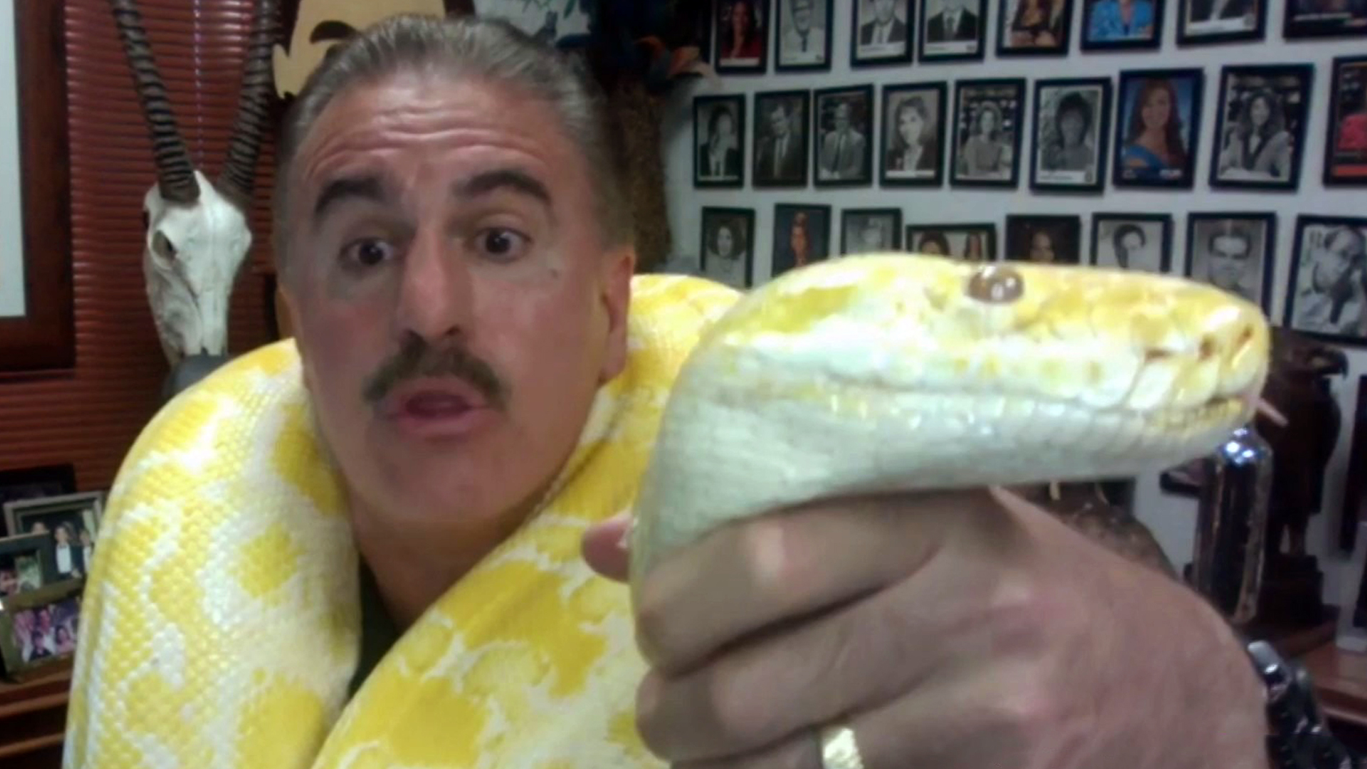 Datos curiosos sobre las pitones Ron Magill nos sorprendió con una y