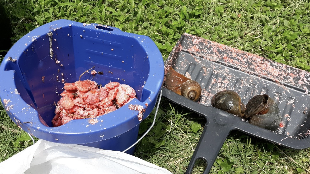 El River Walk de San Antonio es amenazado por las Giant Apple Snails