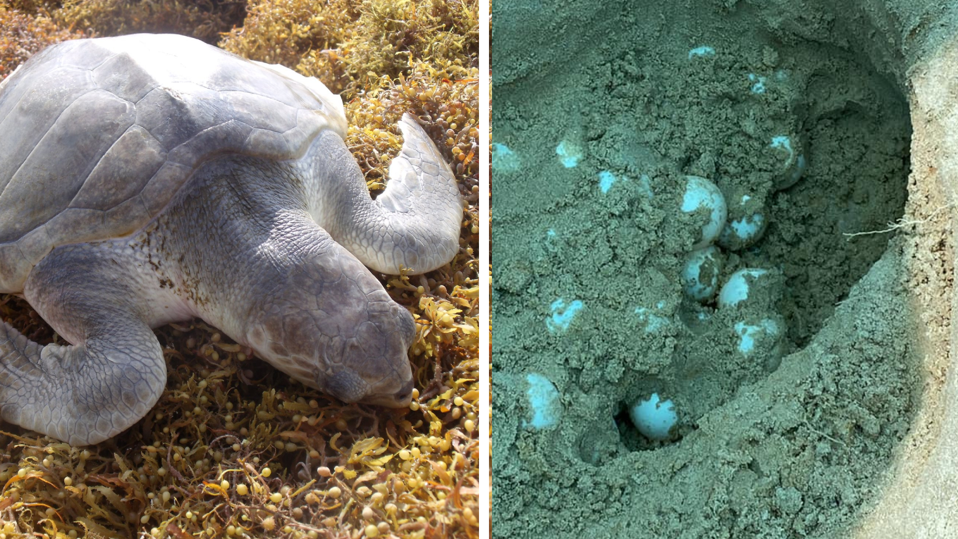 Tortuga marina Kemp Ridley pone huevo en una playa de Galveston Fotos