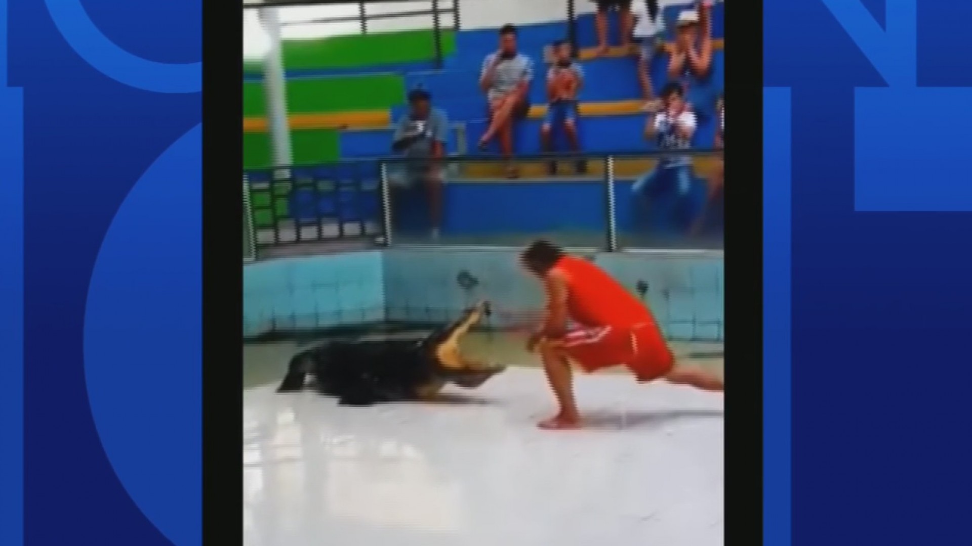 Cocodrilo muerde la mano de su entrenador en Tailandia Shows Noticiero Univision Univision