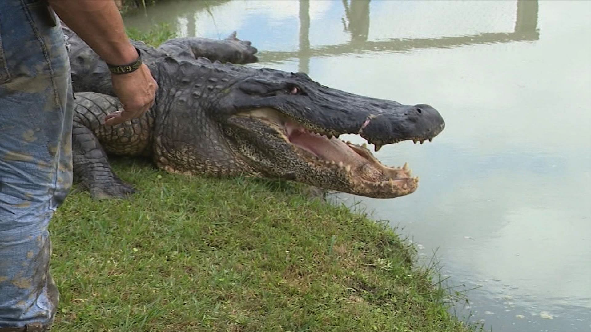Este es el caimán más grande jamás capturado en Texas Noticias