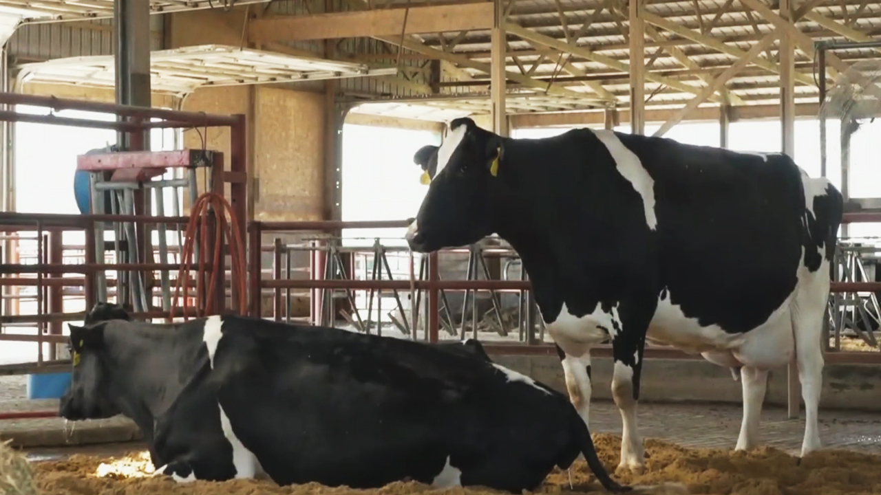 Images of farmworkers’ inhumane treatment of dairy cows goes viral