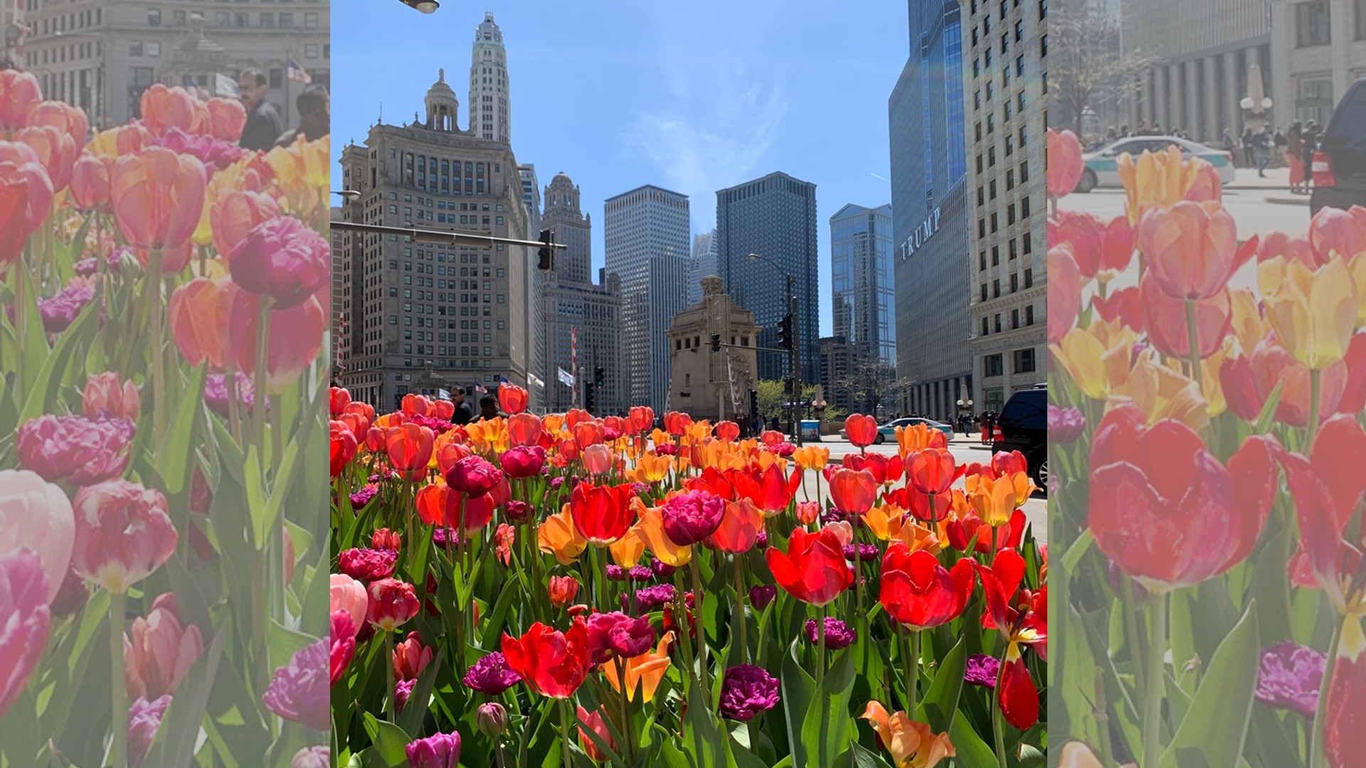 ¿Que hacer gratis en Chicago durante la primavera? Estas 5 actividades