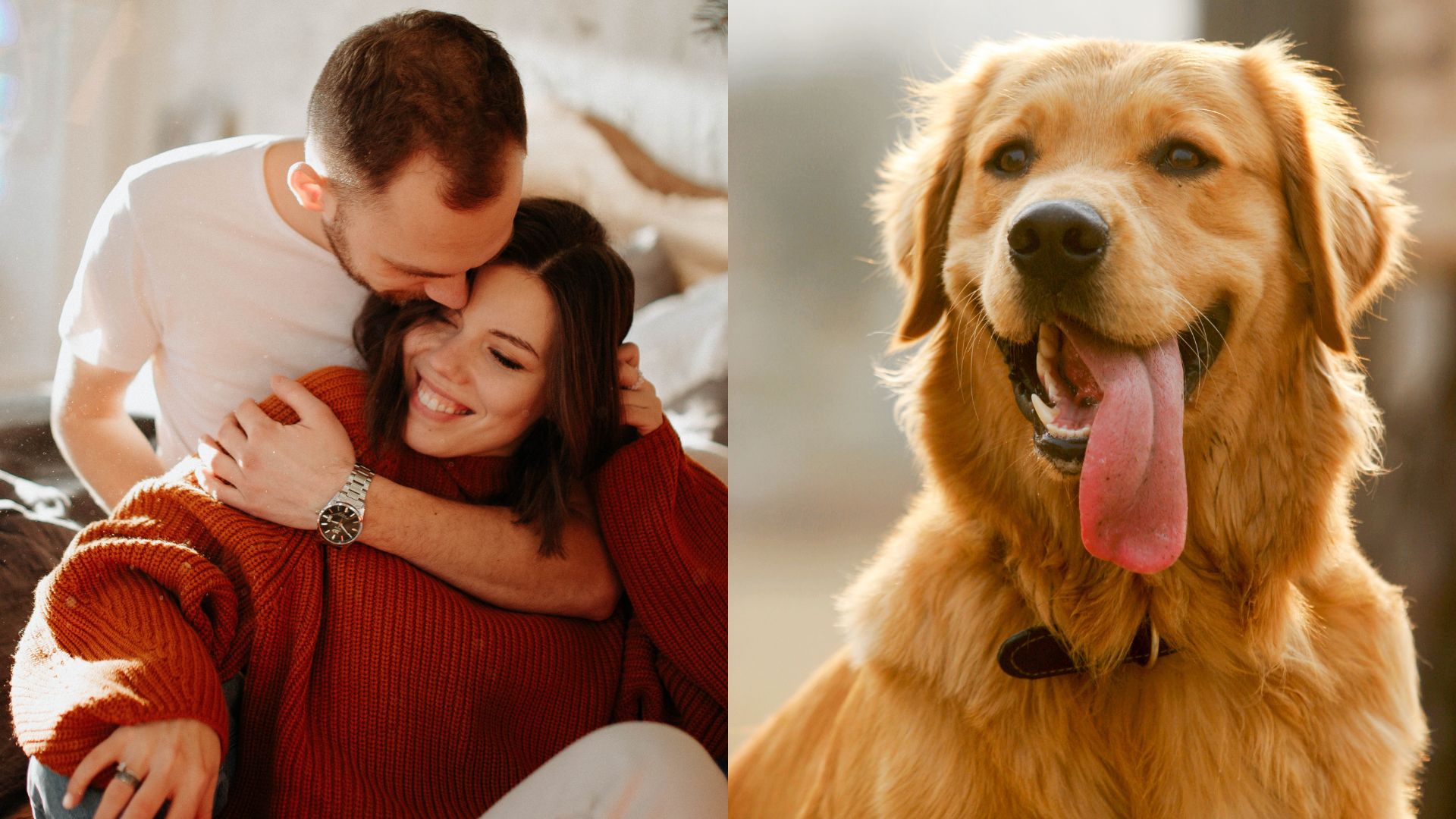 Perro mestizo - Wikipedia, la enciclopedia libre, image size:1920x1080